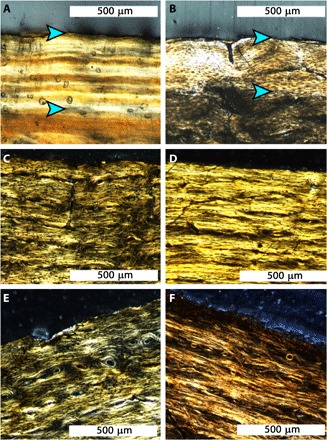 ( A ) An EFS composed of tightly stacked birefringent LAGs (between blue arrowheads) at the periosteal surface of an Alligator mississippiensis . ( B ) The EFS (between blue arrowheads) in an ostrich ( Struthio camelus ) is made of nearly avascular, birefringent parallel-fibered to lamellar primary tissue. ( C ) No EFS is present at the periosteal surface of the femur of BMRP 2002.4.1, ( D ) the tibia of BMRP 2002.4.1, ( E ) the femur of BMRP 2006.4.4, or ( F ) the tibia of BMRP 2006.4.4. All pa