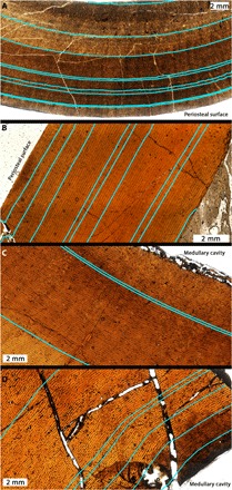 ( A ) The variability of CGM spacing in the femur of BMRP 2002.4.1 and ( B ) the tibia of BMRP 2006.4.4 may imply that these individuals were approaching asymptotic body length. However, CGMs within the innermost cortices of much larger T. rex specimens ( C ) USNM PAL 555000 and ( D ) MOR 1128 demonstrate that the CGM spacing is not a reliable indicator of relative maturity status. All panels are shown in transverse thin section.