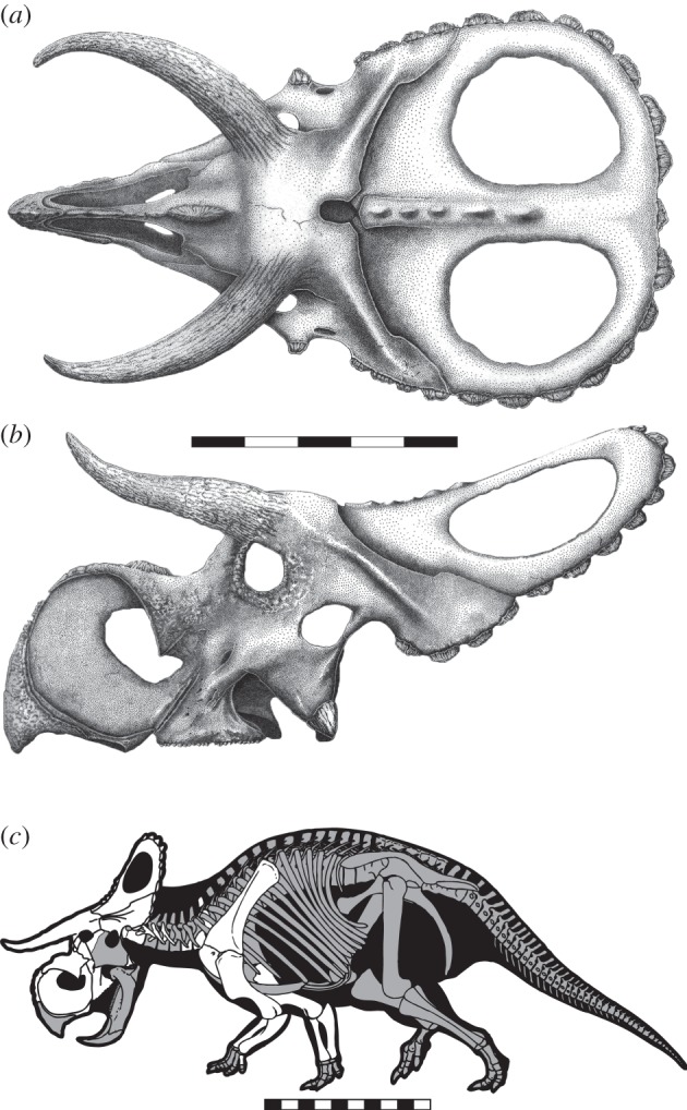 Nasutoceratops titusi , n. gen et. sp., skull reconstruction in ( a ) dorsal and ( b ) lateral views. ( c ) Skeletal reconstruction with elements presently known in white. ( a , b ) Scale bars, 50 cm and ( c ) 1 m.