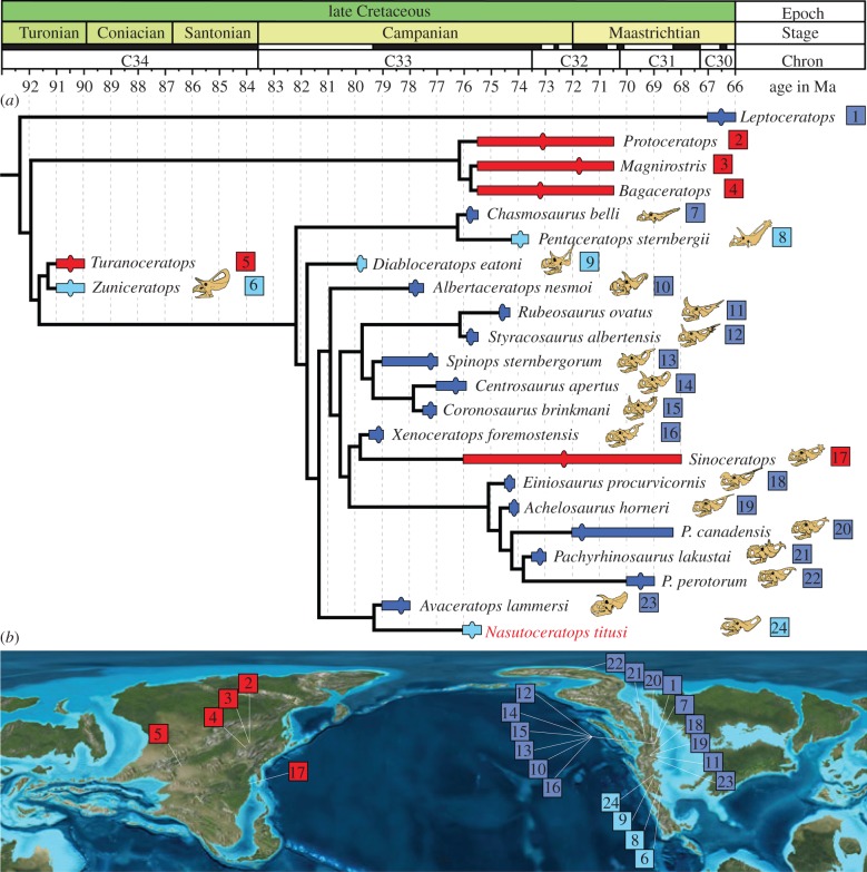 Time-calibrated phylogenetic relationships of Nasutoceratops titusi , n. gen et. sp. within Ceratopsidae ( a ). Single most parsimonious tree (tree length = 140, CI = 0.721, RI = 0.852) of an analysis of 97 characters. Species durations (bars) based on maximum and minimum stratigraphic occurrences correlated where possible to radiometric dates. Ovals in the ranges are either centroids or are the most likely age of taxa based on stratigraphic placement. Taxa listed in red represent Asian occurren