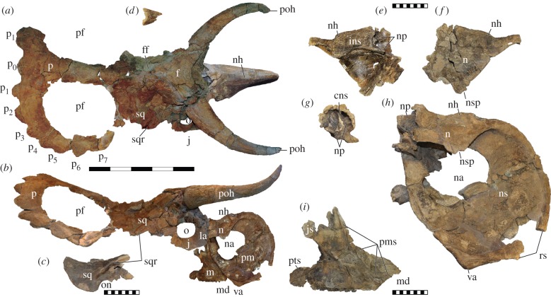Nasutoceratops titusi , n. gen et. sp., holotype skull (UMNH VP 16800) in dorsal ( a ) and lateral ( b ) views. Scale bar represents 50 cm and the naris and maxilla are photoreversed in ( b ). Referred squamosal (UMNH VP 19469) in lateral view ( c ). Note lateral squamosal ridge in ( b ) and ( c ). Epijugal of the holotype (UMNH VP 16800) in anterior view ( d ). Nasal of referred skull (UMNH VP 19466) in medial ( e ) and lateral ( f ) view. Nasal ( g,h ), premaxilla ( h ), and maxilla ( i ) of t