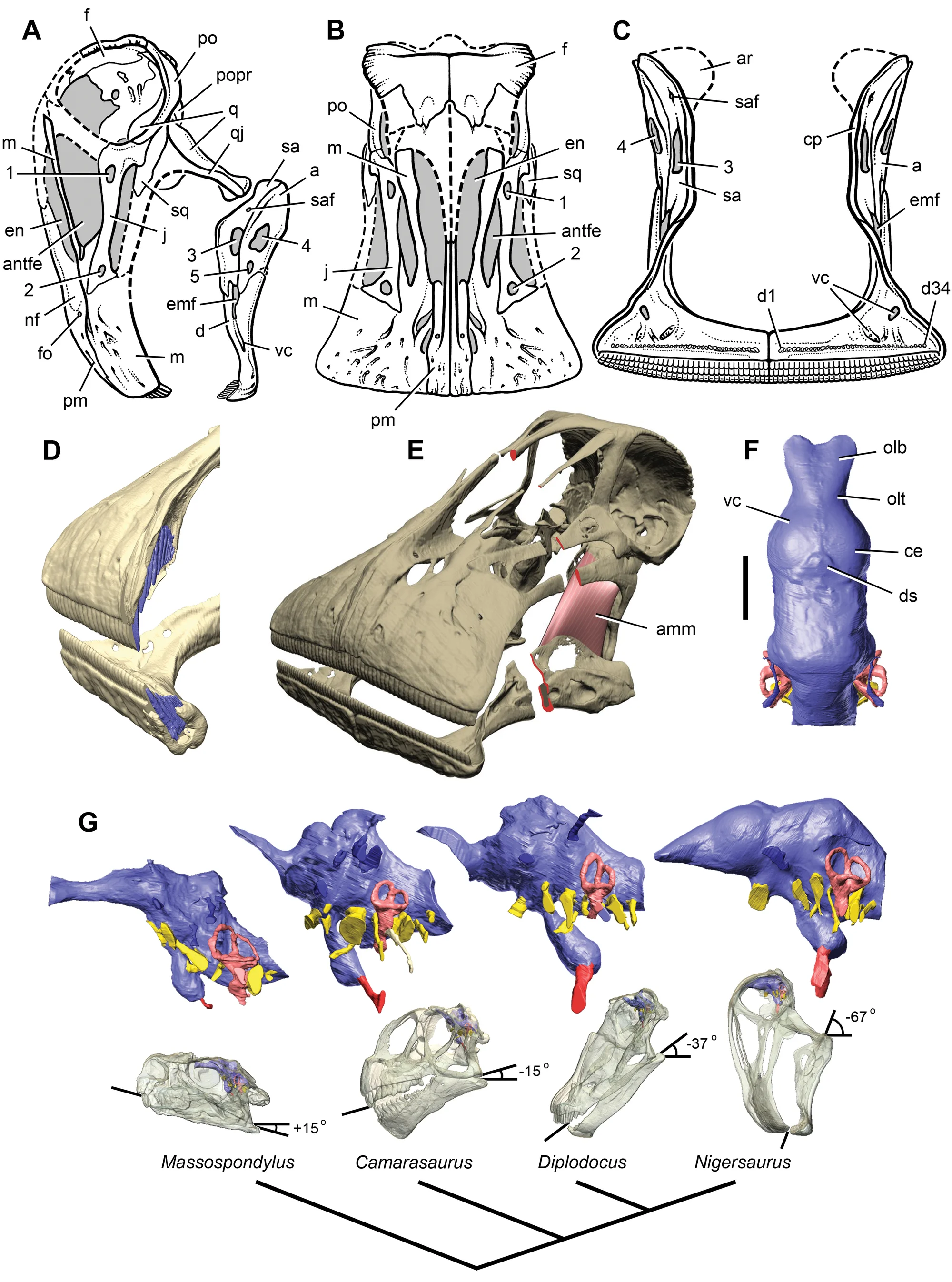 Figure 1. Skull of Nigersaurus taqueti and head posture in sauropodomorphs.