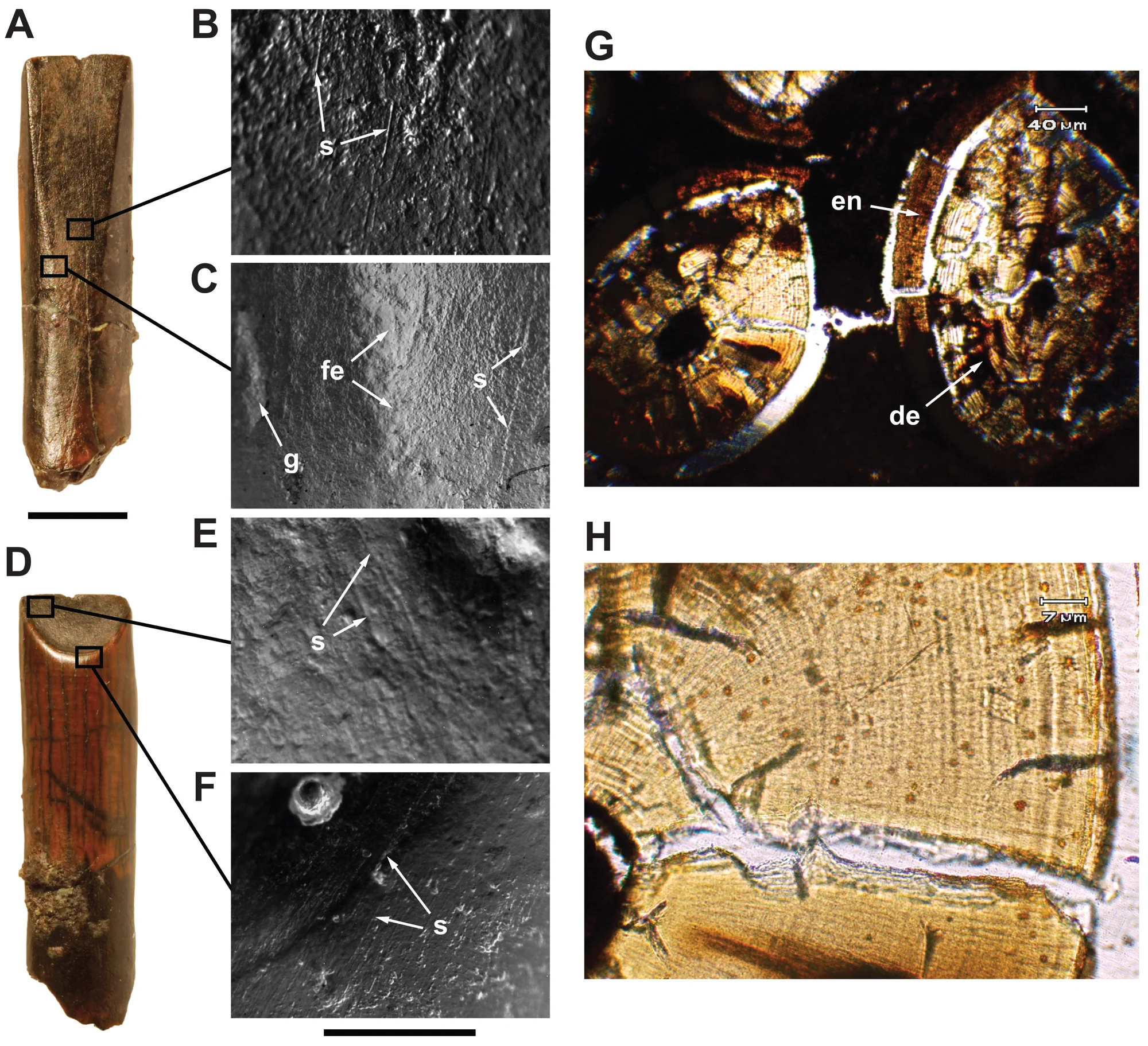 Figure 2. Crown form, wear pattern, and microstructure in Nigersaurus taqueti .