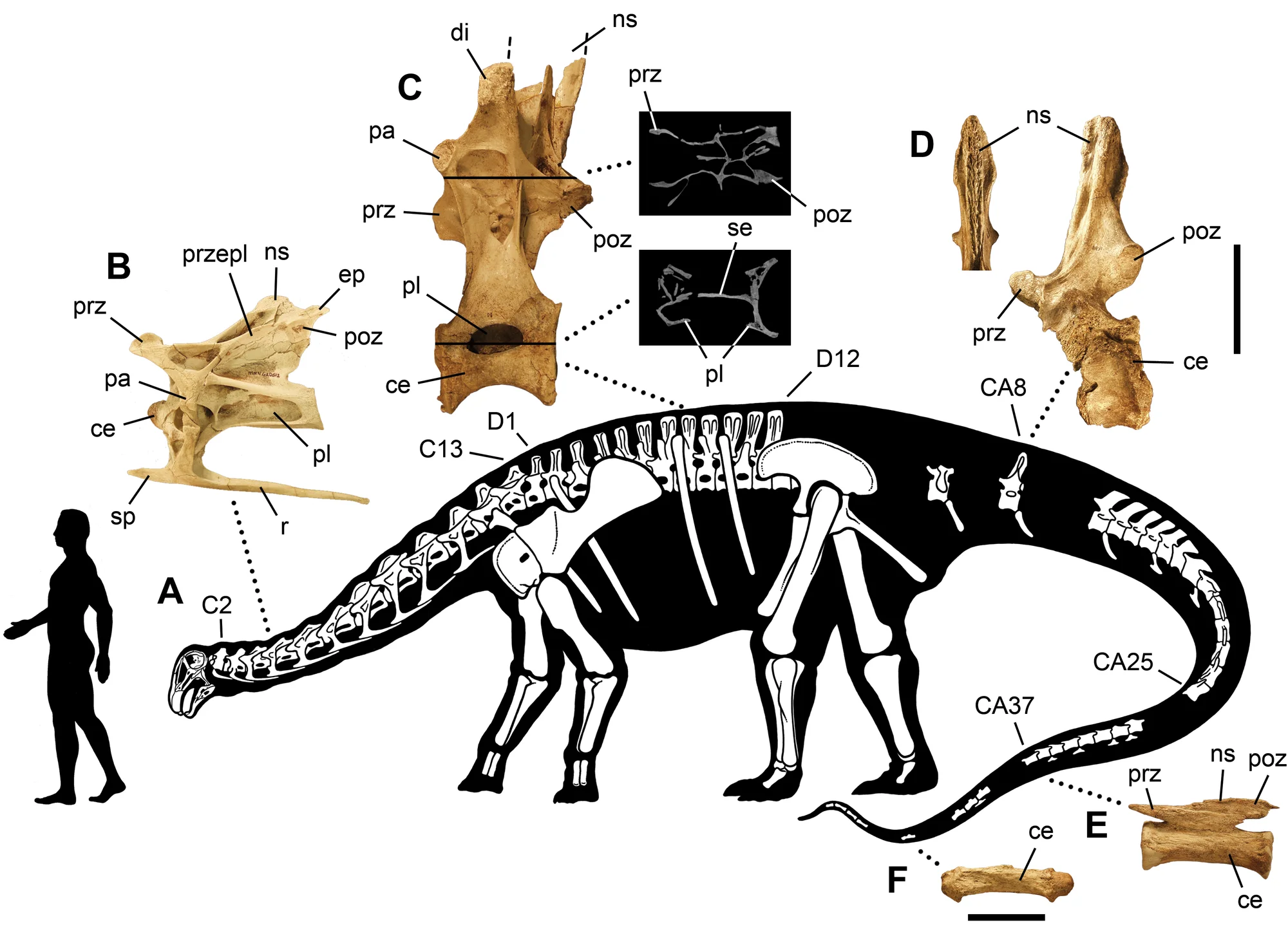 Figure 3. Skeleton of Nigersaurus taqueti .