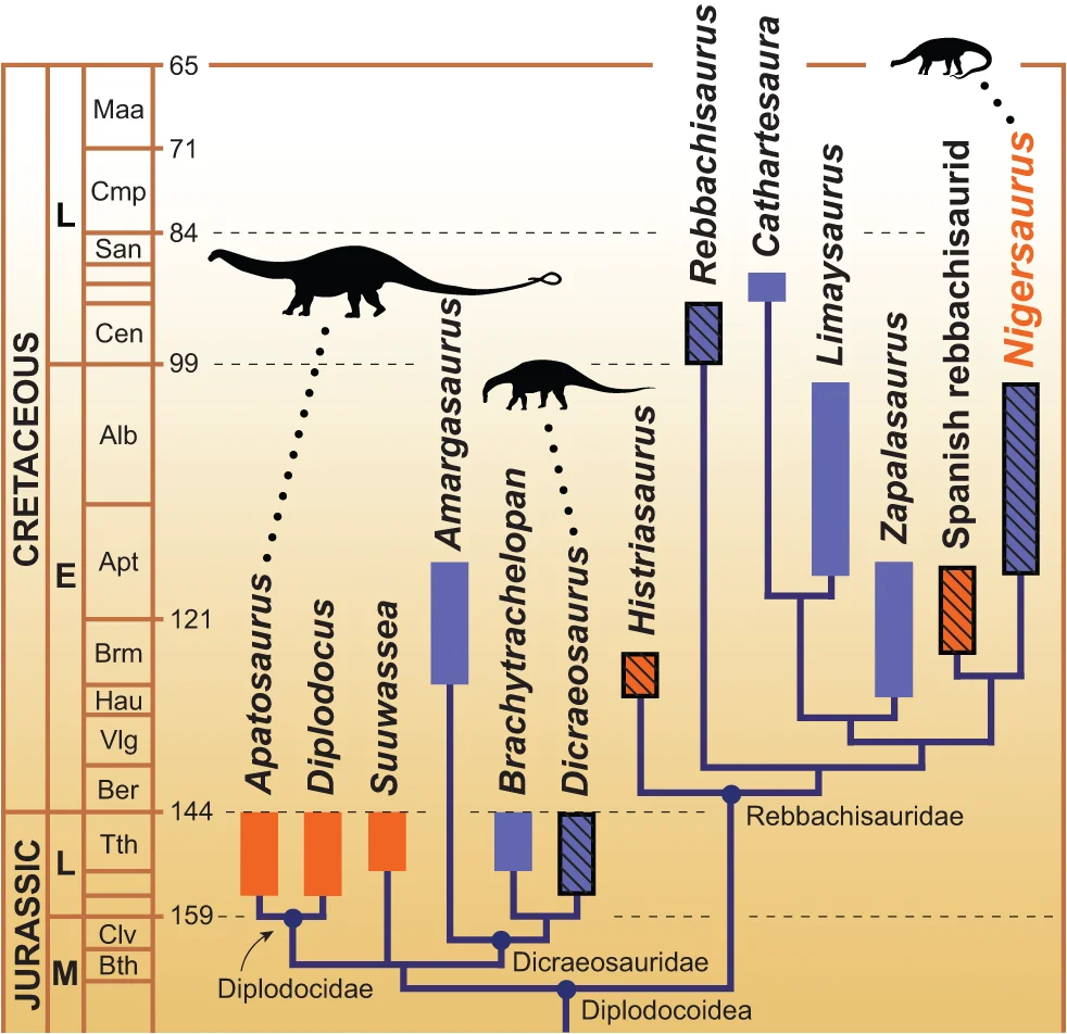 Figure 4. Calibrated phylogeny of diplodocoid sauropods.