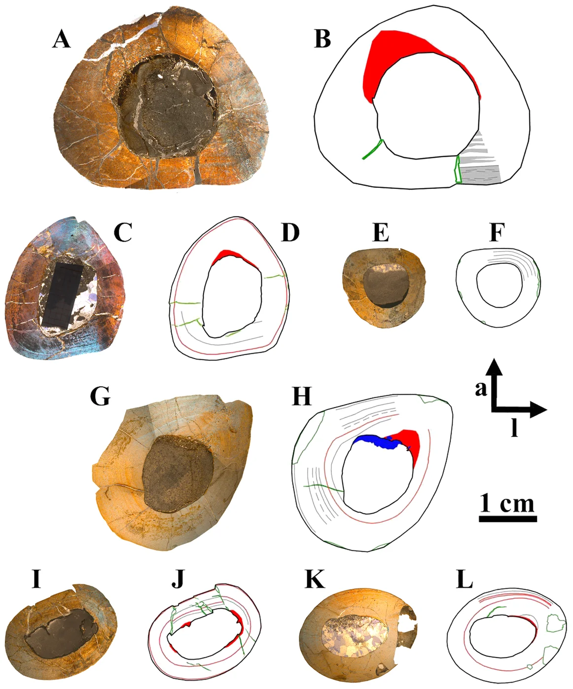 Figure 1. Representative cross sections and corresponding sketches of femora, tibiae, and humeri.