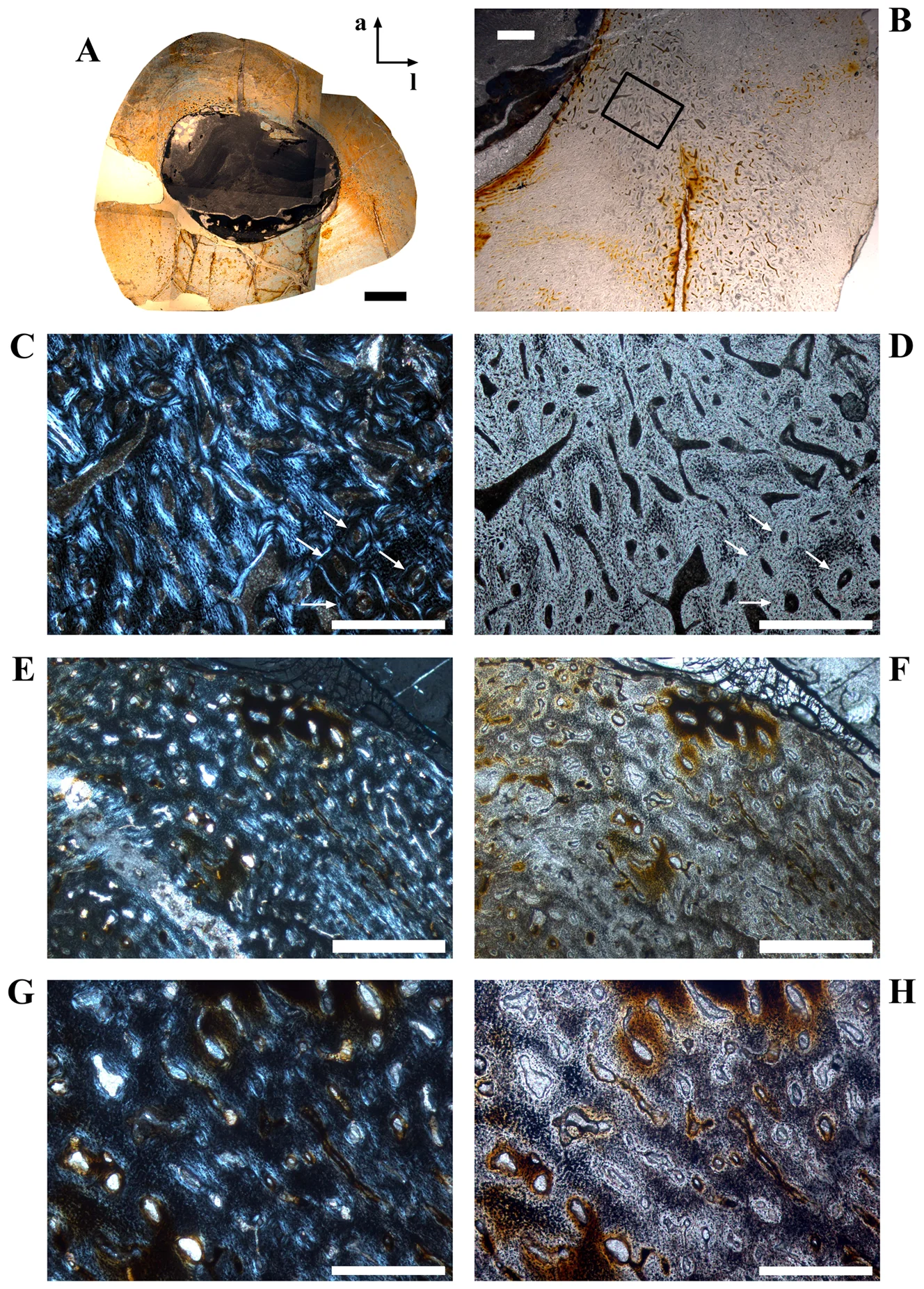 Figure 4. Cross sectional units in Dysalotosaurus femora with unusual bone tissue.