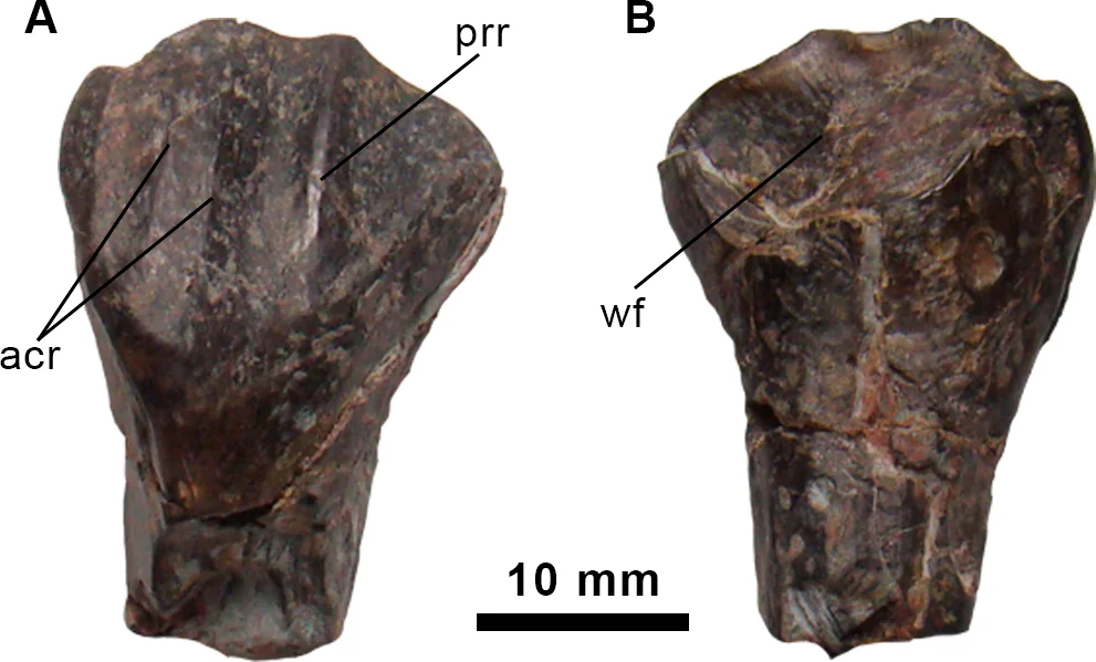 Fig 2. Dentary tooth of the holotype specimen of Morelladon beltrani (CMP-MS-03).