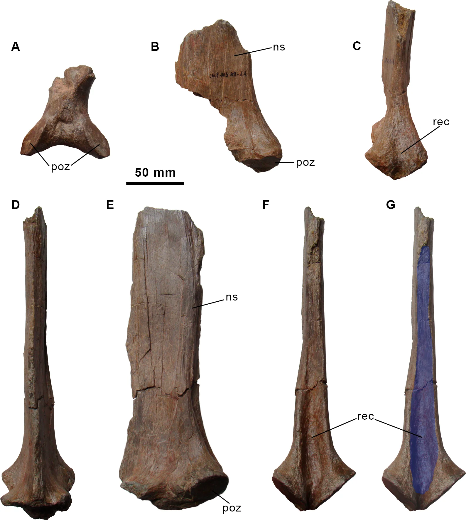 Fig 3. Partial dorsal neural arch and neural spines of the holotype specimen of Morelladon beltrani (CMP-MS-03).