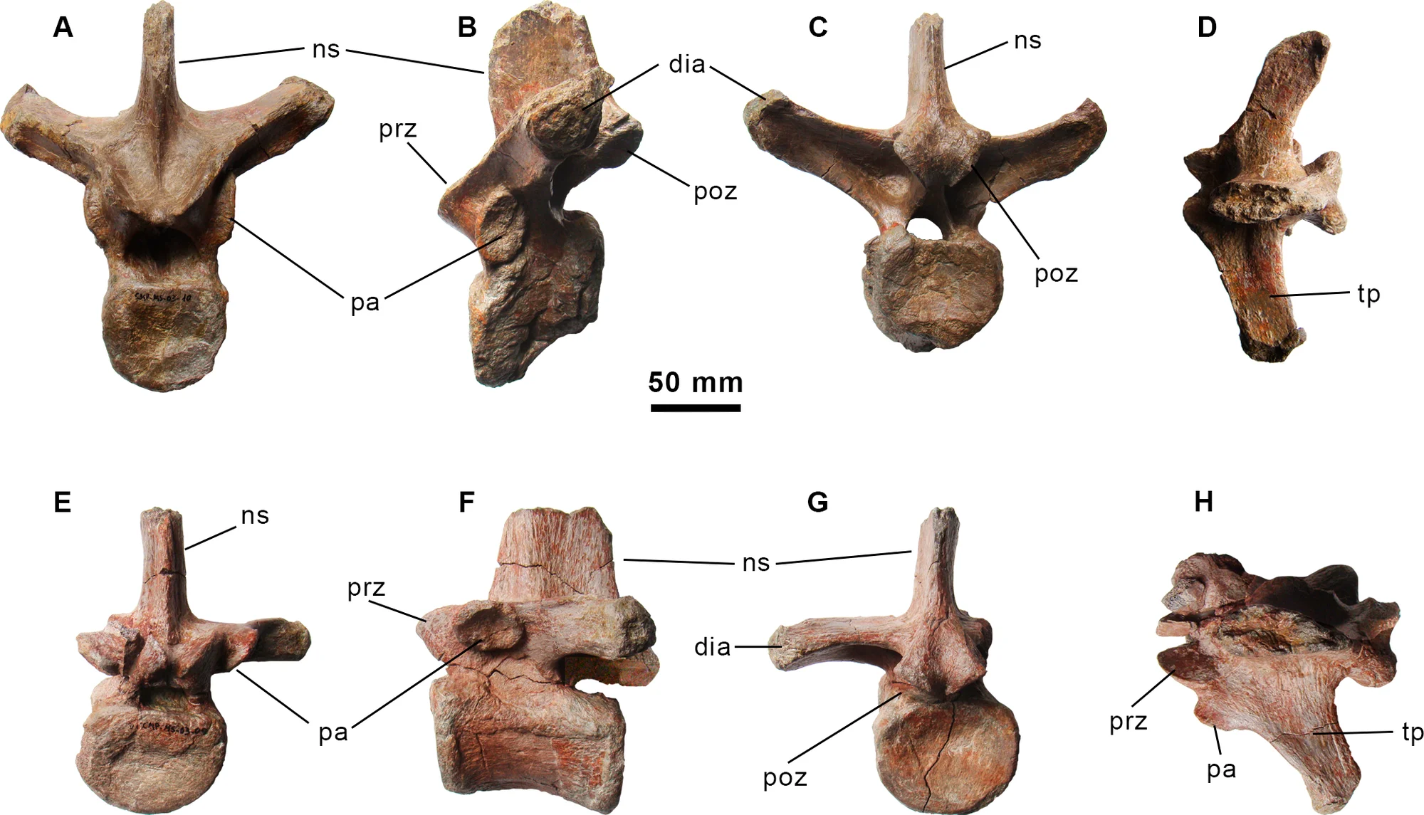 Fig 4. Dorsal vertebrae of the holotype specimen of Morelladon beltrani (CMP-MS-03).