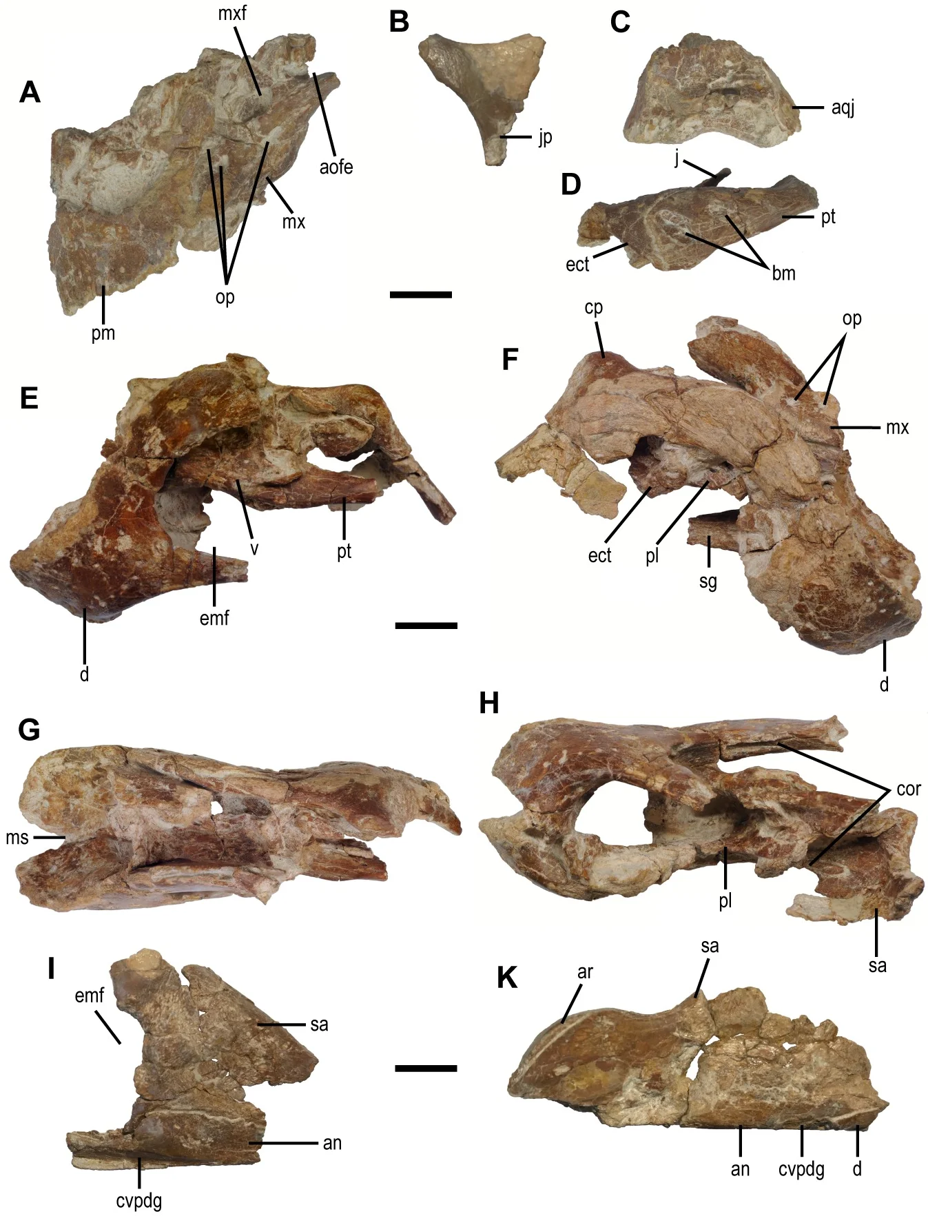 Fig 2. Cranial elements of the holotype specimen (MPC-D 102/111) of Gobiraptor minutus gen. et sp. nov.