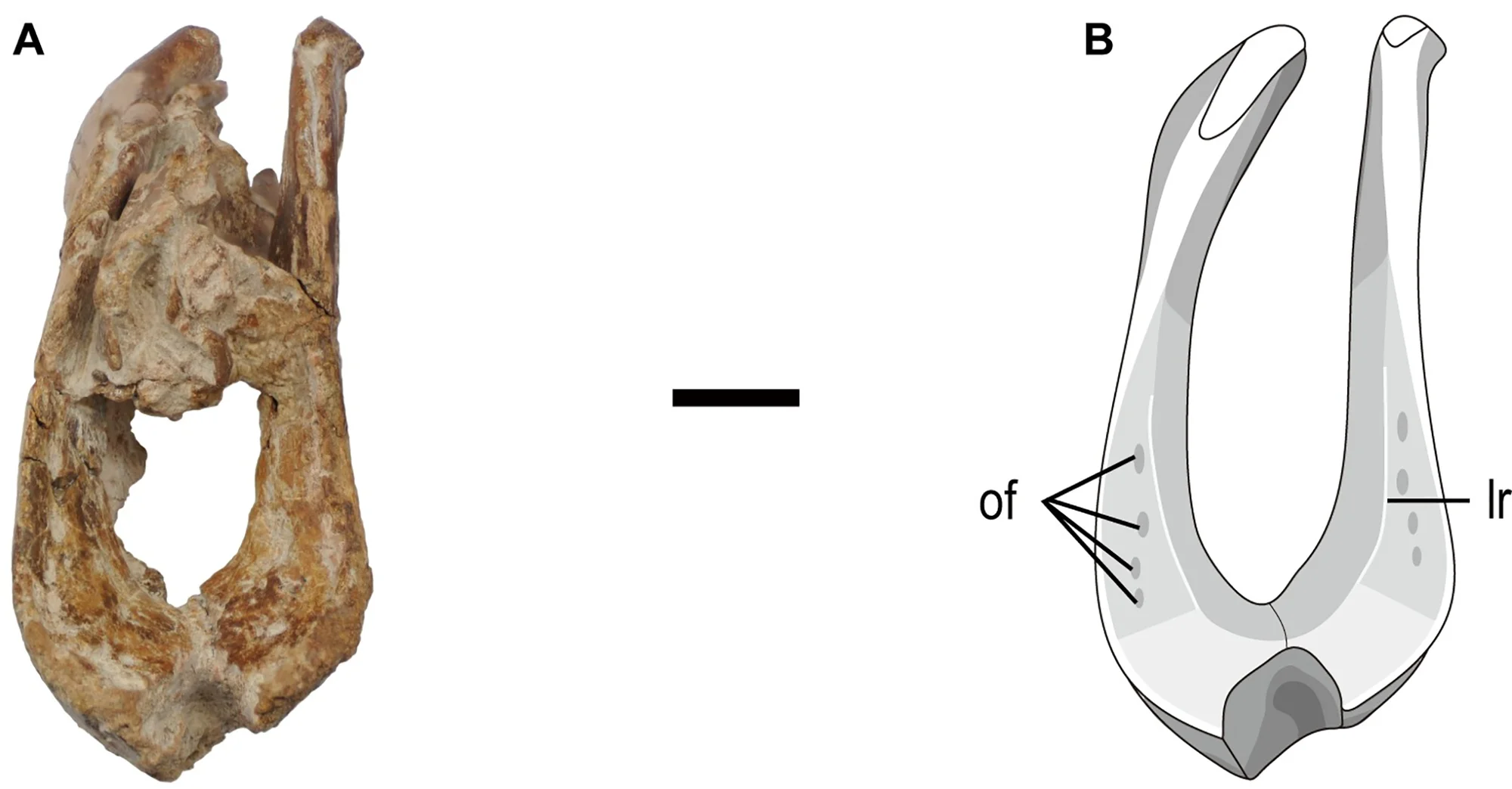 Fig 3. Rostral part of the mandible of the holotype specimen (MPC-D 102/111) of Gobiraptor minutus gen. et sp. nov.
