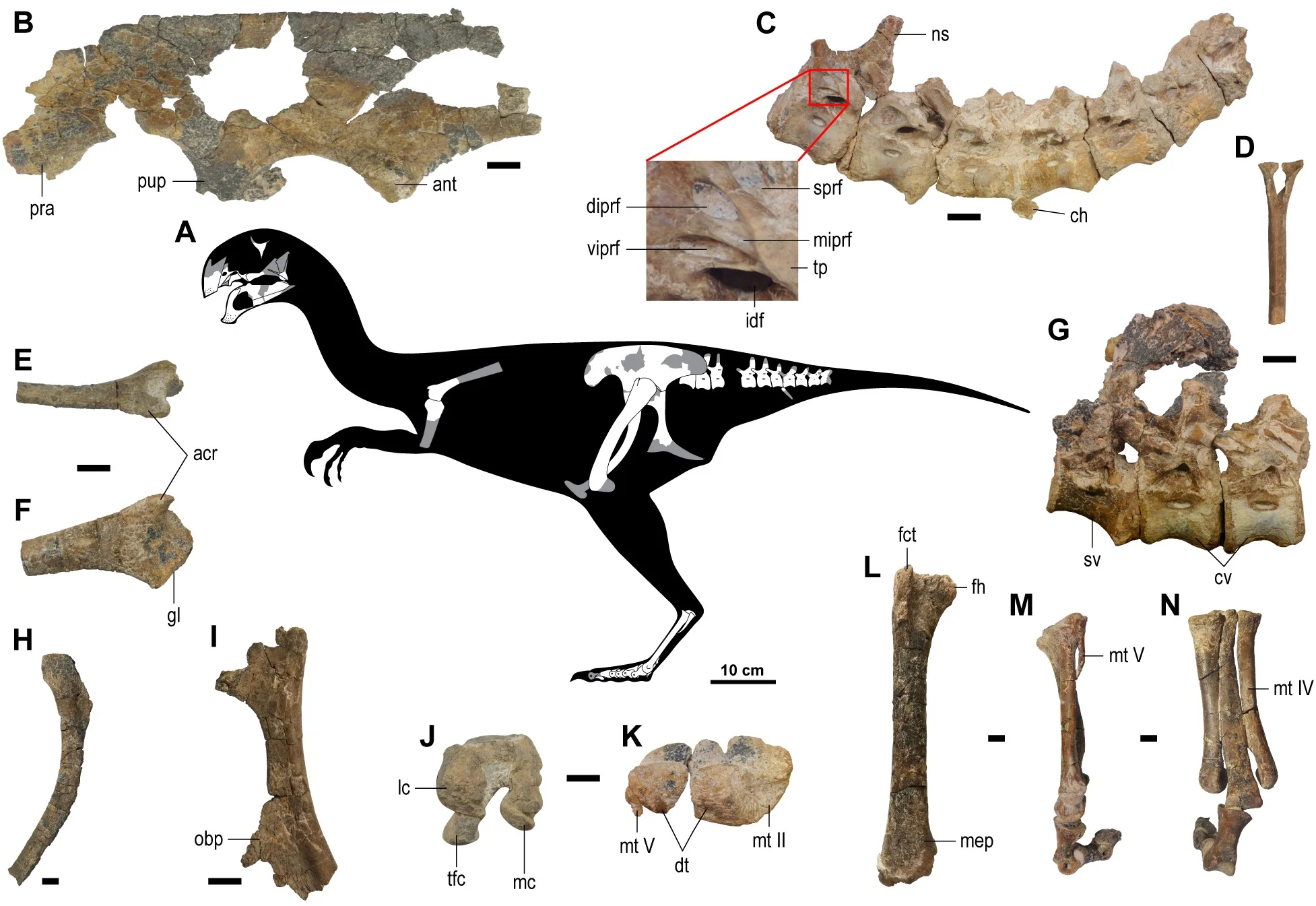 Fig 4. Postcranial elements of the holotype specimen (MPC-D 102/111) of Gobiraptor minutus gen. et sp. nov.
