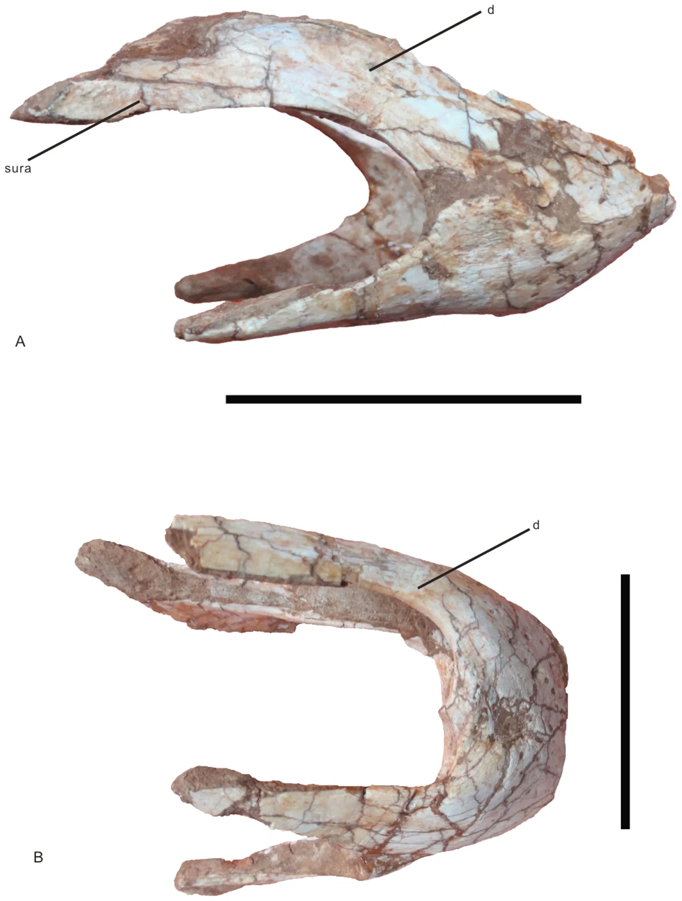 Figure 2. Lower jaw of Nankangia (GMNH F10003) in right lateral (A) and ventral (B) views.