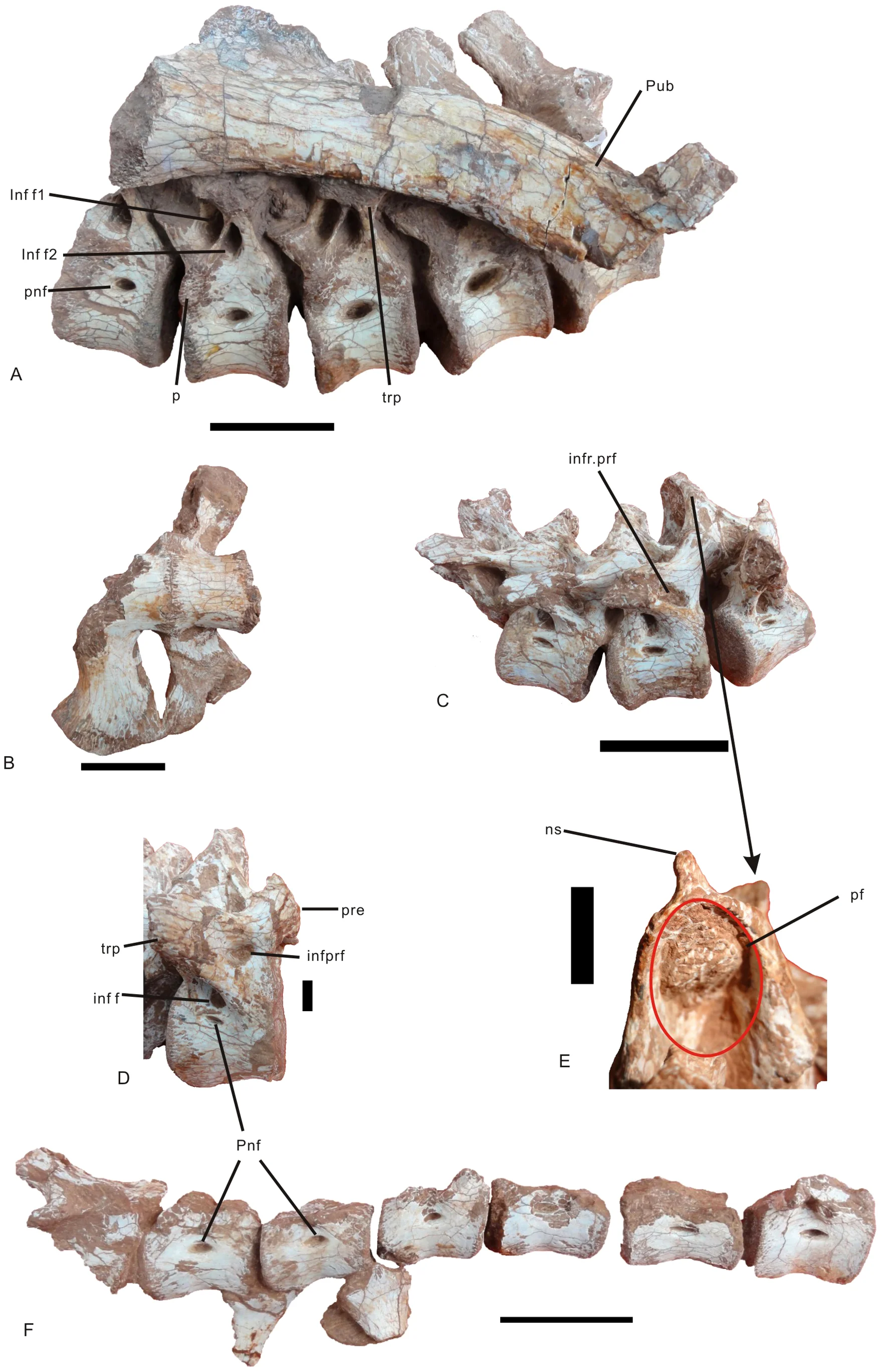 Figure 3. Vertebral column of Nankangia (GMNH F10003).