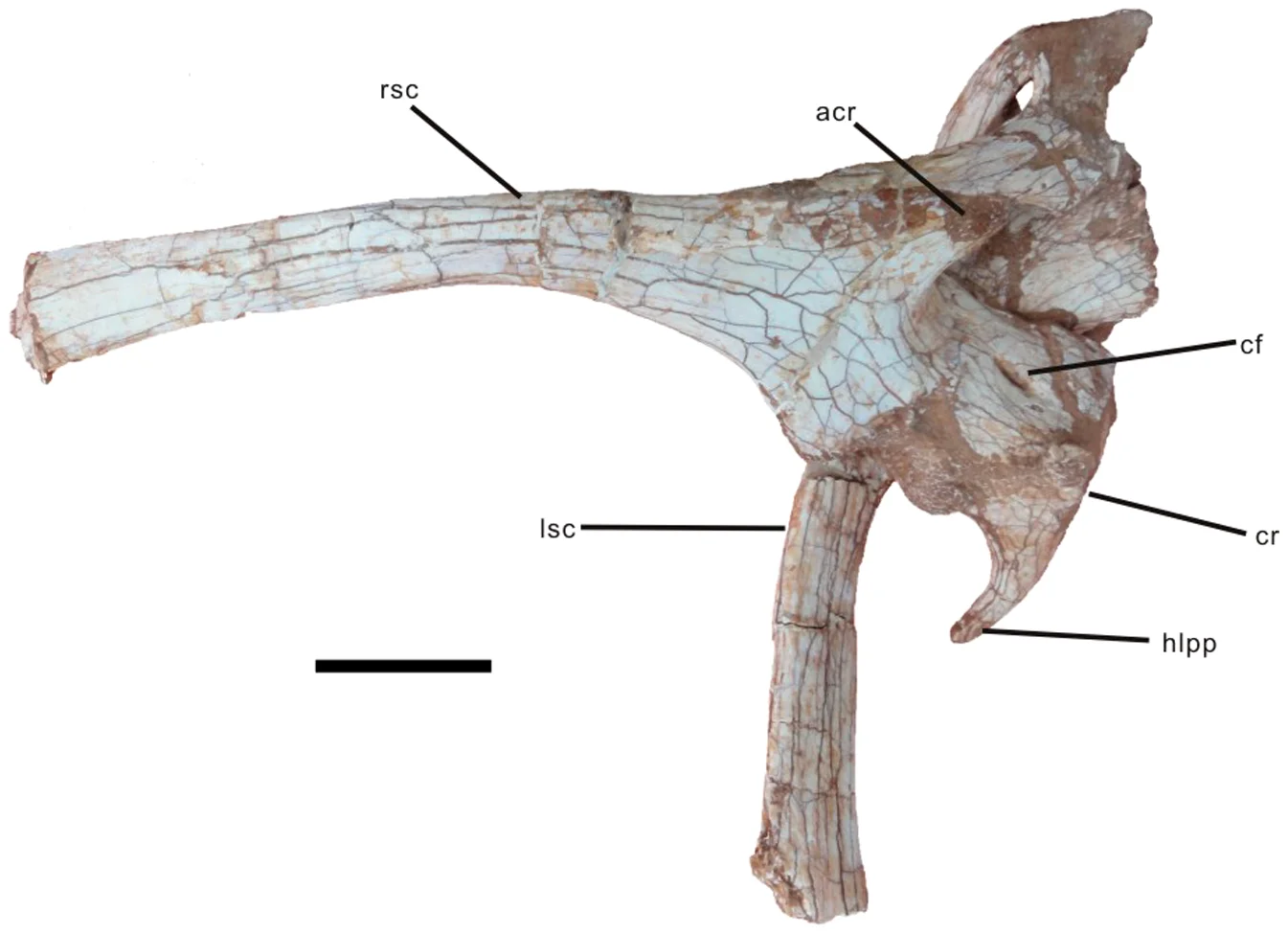 Figure 4. Scapulocoracoids of Nankangia (GMNH F10003) in lateral (right scapulocoracoid) and medial (left scapulocoracoid) views.