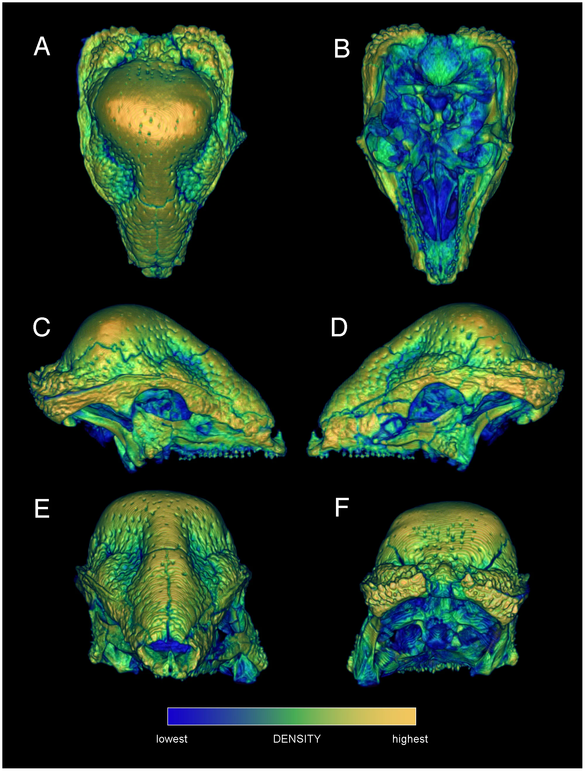 Figure 1. Relative surface densities of cranial bone in Stegoceras validum (UA 2).