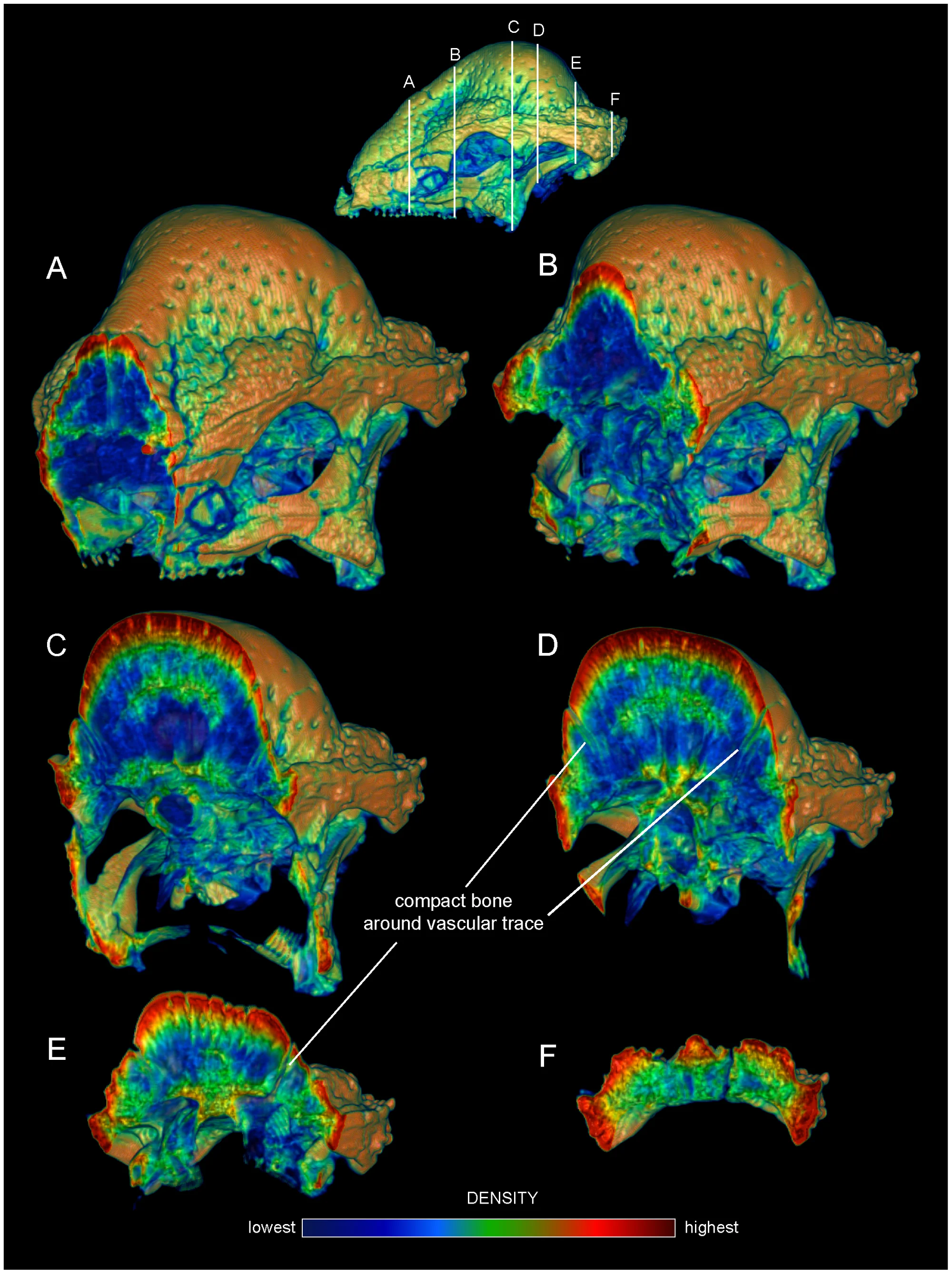 Figure 2. Internal densities of bone in Stegoceras validum (UA 2).