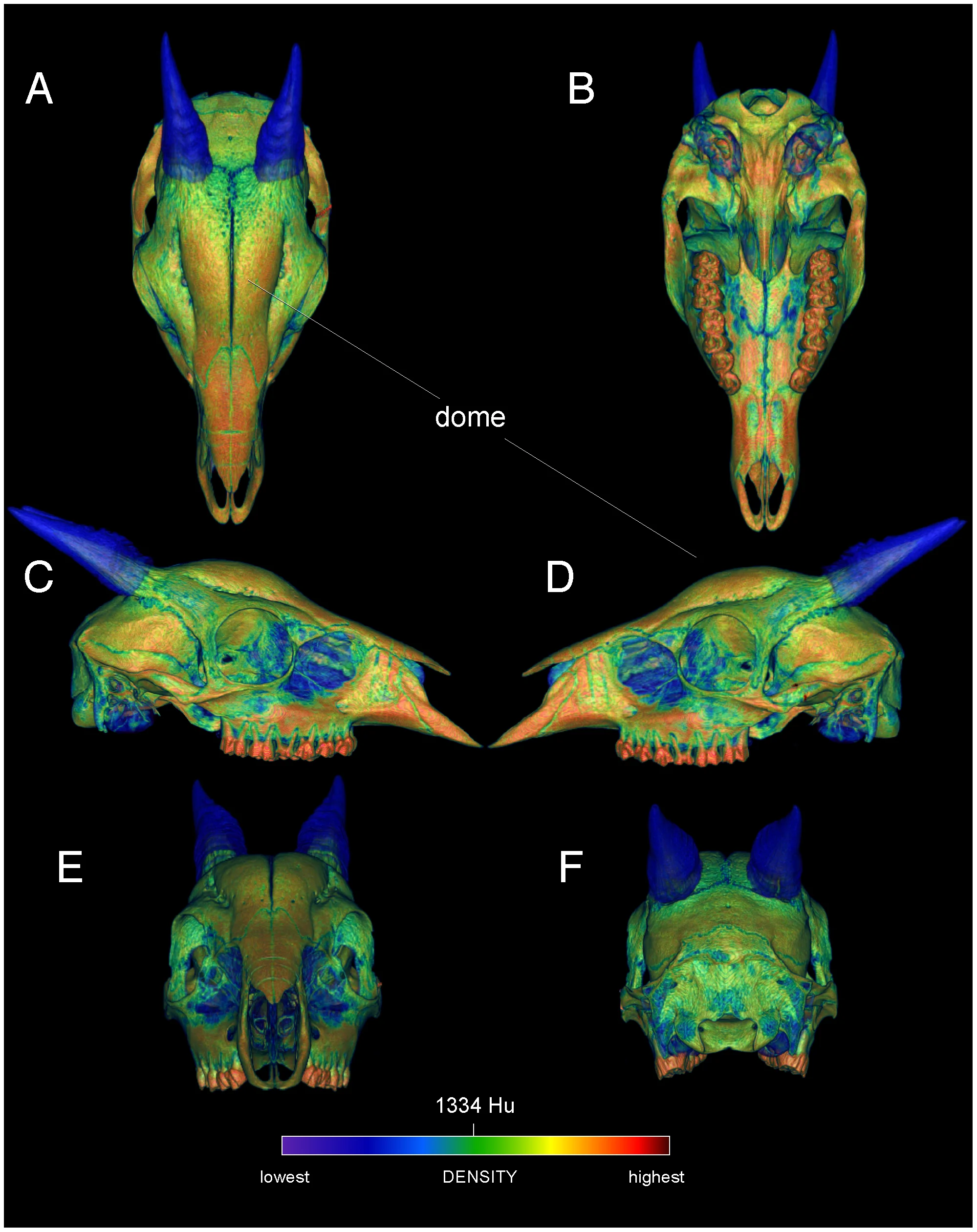 Figure 3. Surface densities of cranial bone in the duiker Cephalophus leucogaster (AMNH 52802).