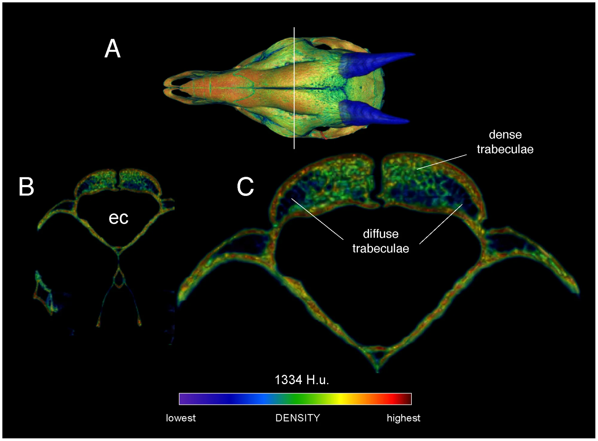 Figure 4. Densities of the frontal dome of Cephalophus leucogaster (AMNH 52802) in transverse section.