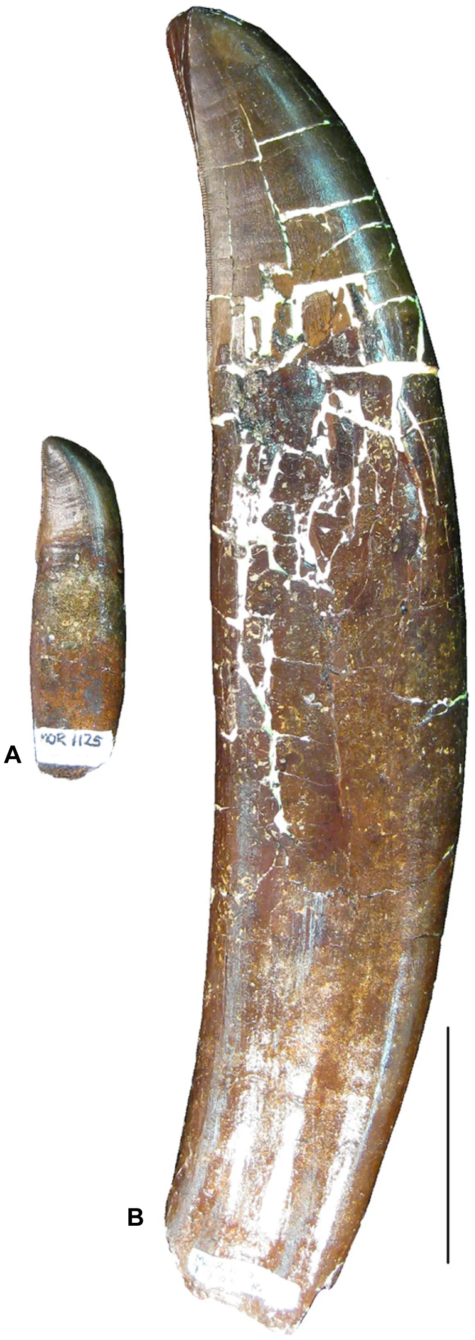Figure 3. Tyrannosaurus (MOR 1125, “B-rex”) teeth from the lower jaw of this medium-sized skeleton illustrate the extreme range in overall tooth size within one individual.