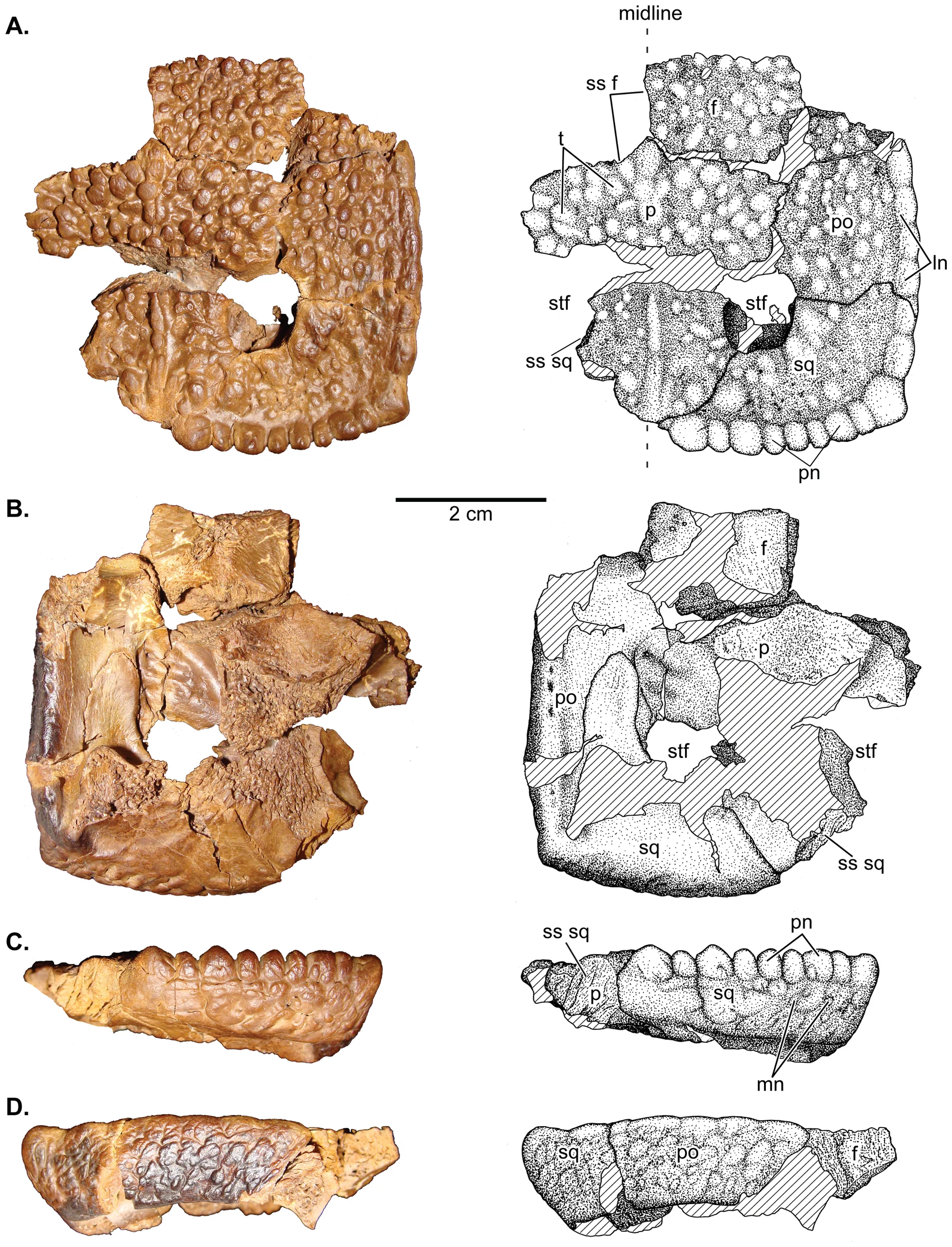 Figure 1. UCMZ(VP) 2008.001, a flat-headed juvenile Stegoceras validum.