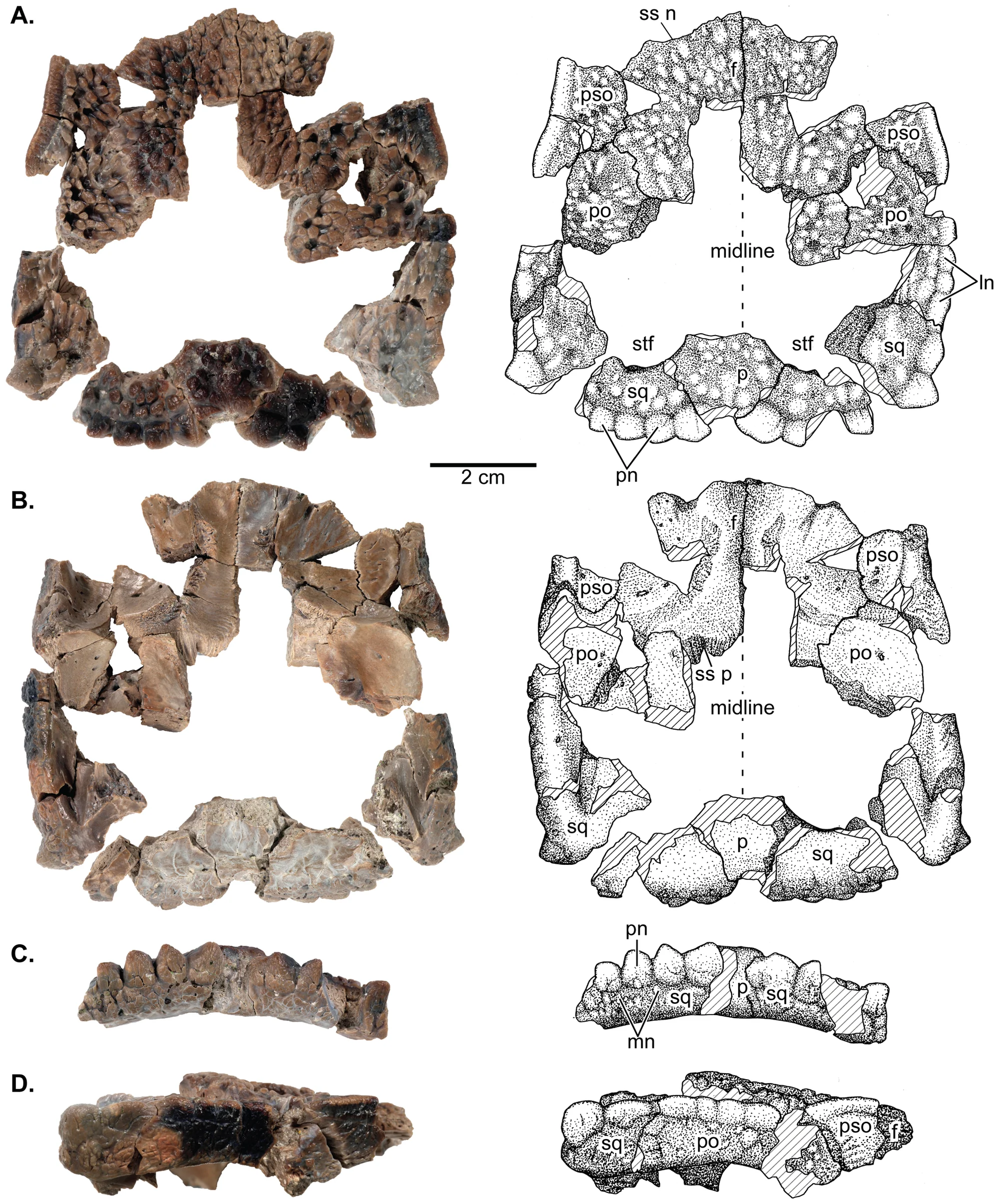 Figure 2. UALVP 49531, a flat-headed juvenile Stegoceras validum.