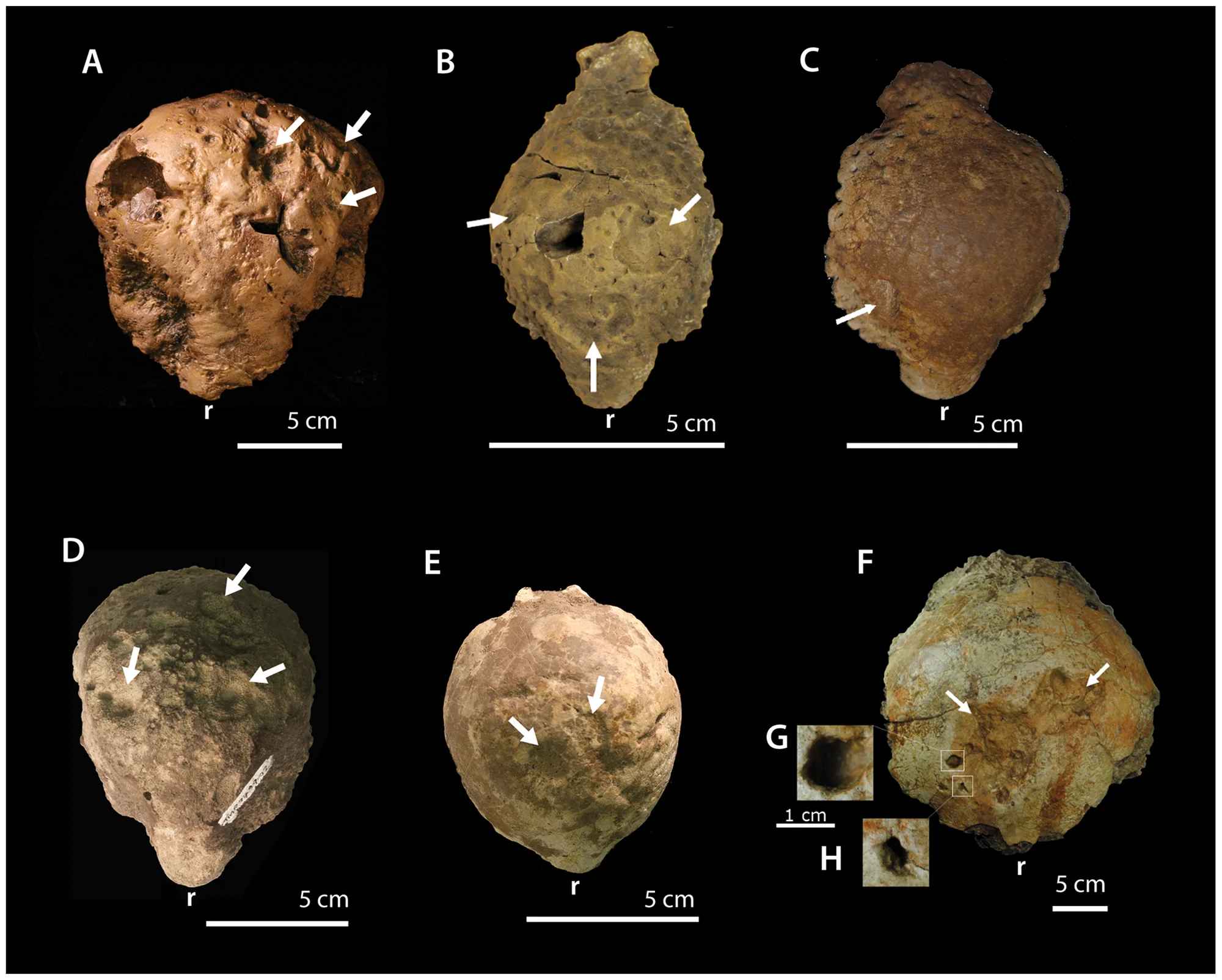 Figure 1. Selected pathological pachycephalosaurid specimens.