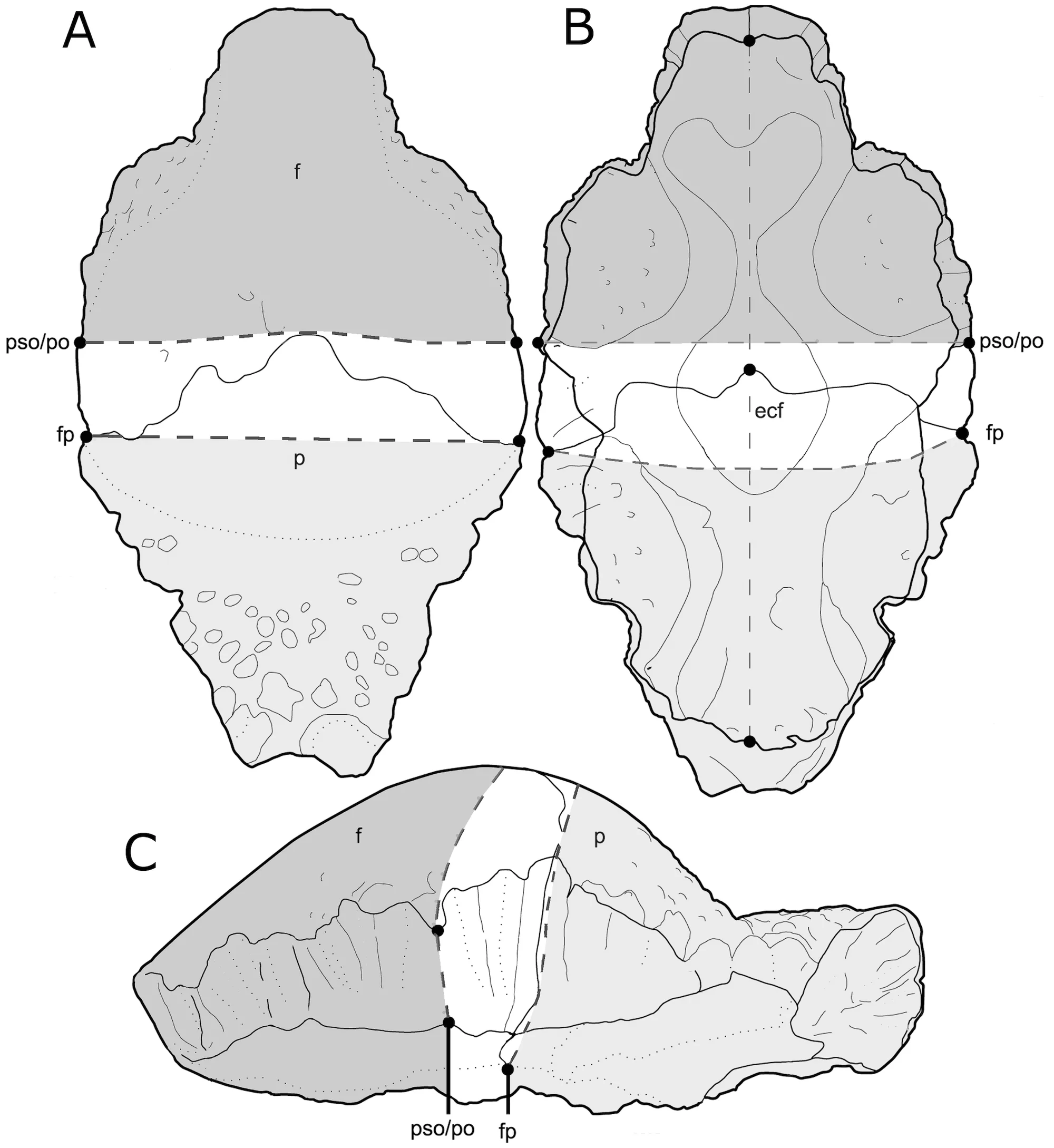Figure 2. Schematic diagram illustrating the morphometric landmark-defined regions of lesion distribution in dorsal (A), ventral (B), and left lateral (C) views.