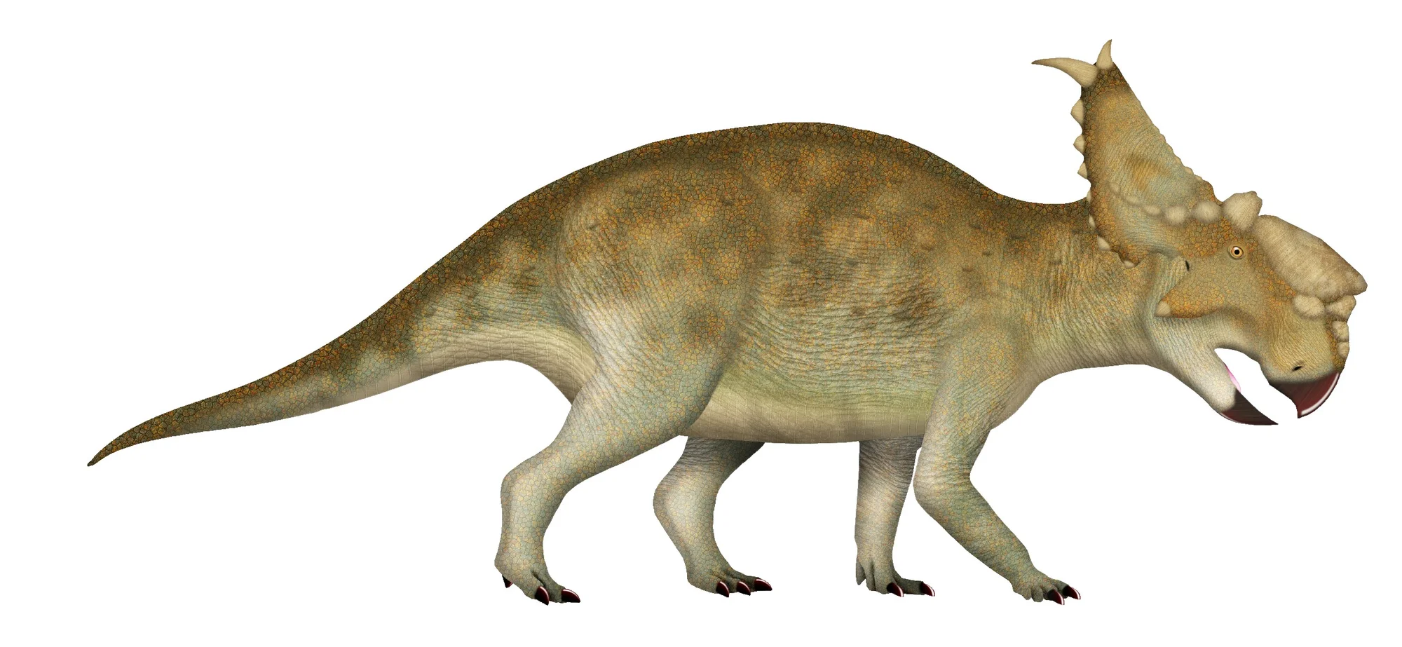 Pachyrhinosaurus