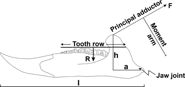 Diagram of the ceratopsid lower jaw lever system (modified after Ostrom, 1964 ). a, horizontal distance between the jaw joint and the coronoid process; F, applied force of adductor muscle; h, height of the coronoid process above the jaw joint; l, lower jaw length; R, resistance force applied at the mid-point of the tooth row.