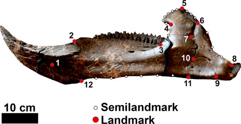 Landmark and semi-landmark configuration for the lower jaw. See Table S3 for landmark definitions.