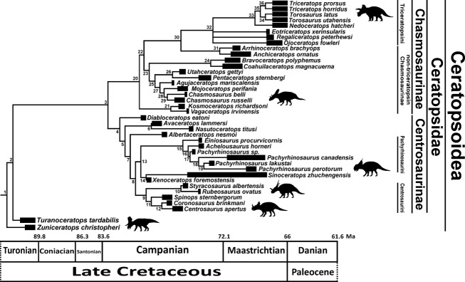 Synthetic phylogenetic tree with all ceratopsoid species. See Appendix S1, and Tables S4 and S5 for details about topology and branch length calibration. Thicker lines indicate the stratigraphic range of taxa. Zuniceratops and Einiosaurus images by Nobu Tamura, modified by T. Michael Keesey; Pachyrhinosaurus , Centrosaurus , Styracosaurus and Chasmosaurus by Andrew A. Farke; Triceratops by Raven Amos. All images except Zuniceratops (in public domain) are licensed under Creative Commons Attributi