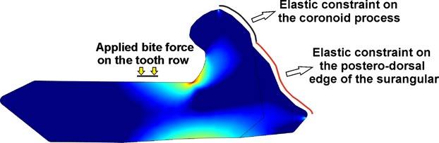 FE model used for simulations with applied loadings and constraints.