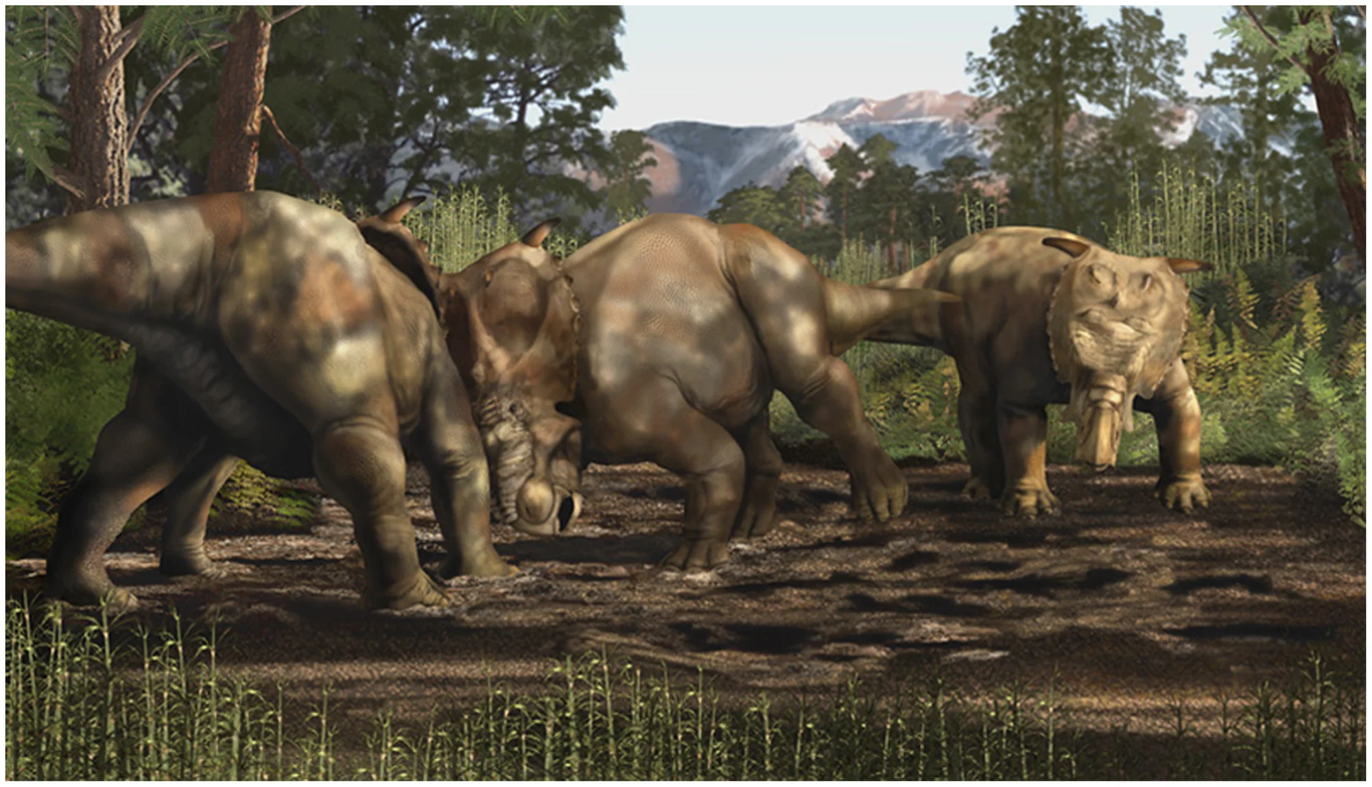 Figure 1. Artistic rendering of Pachyrhinosaurus perotorum engaged in head-butting/pushing behavior.