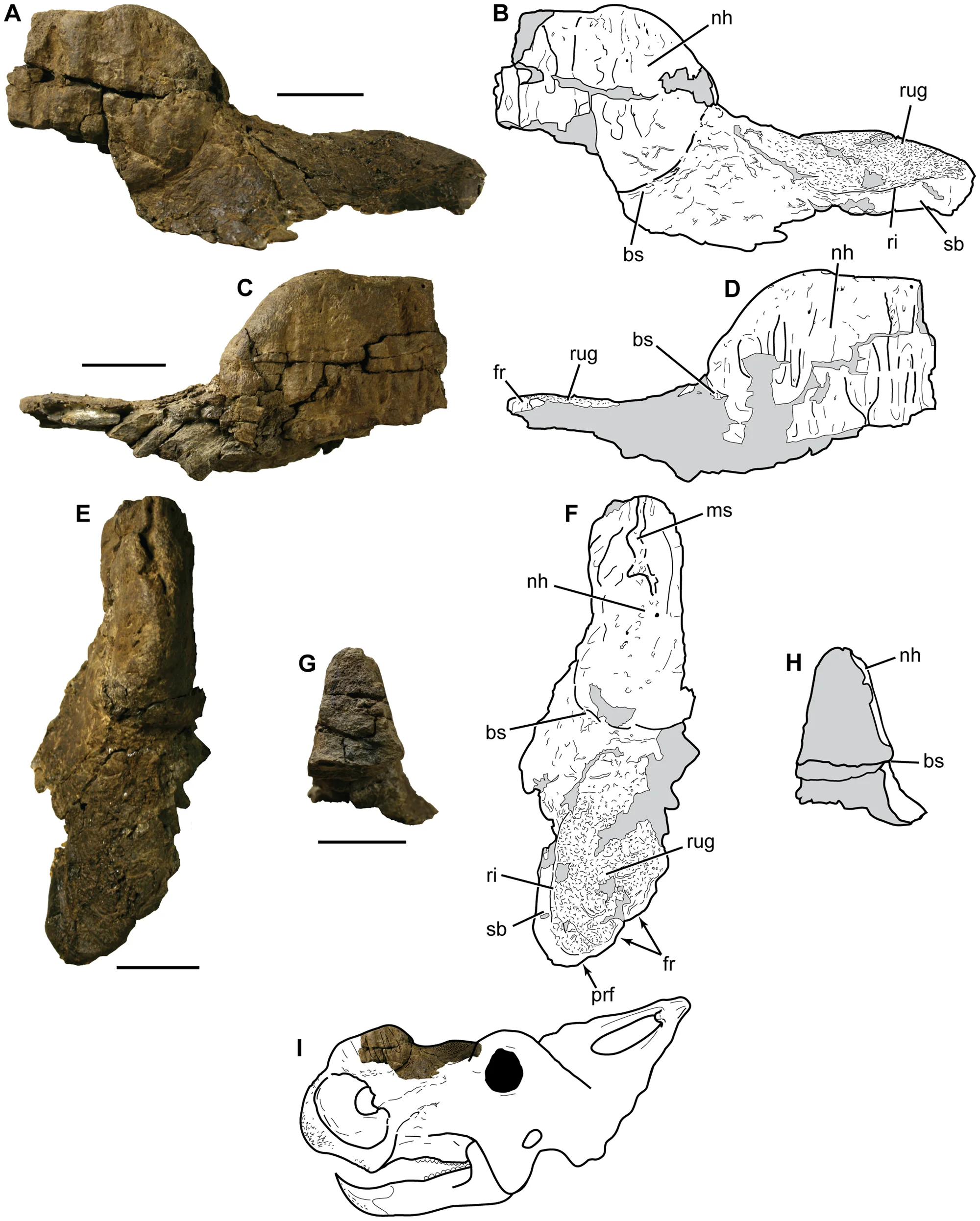 Figure 3. Photographs and interpretive line drawings of DMNH 21460, Pachyrhinosaurus perotorum incomplete nasal.