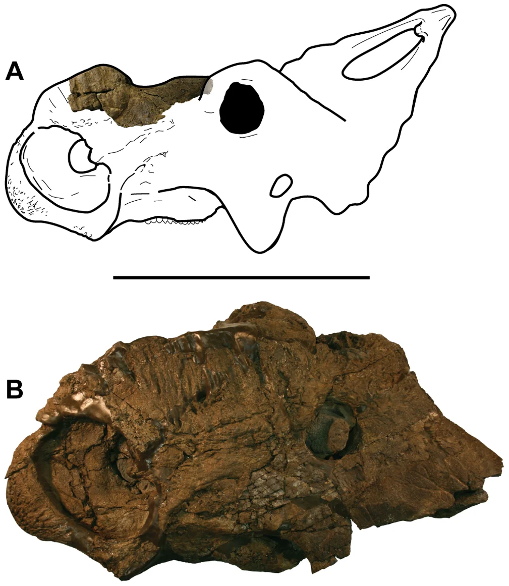 Figure 4. Comparison of new, immature specimen and ‘adult’ skull of Pachyrhinosaurus perotorum .