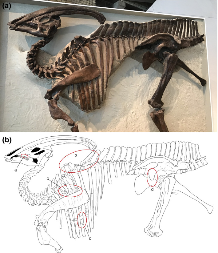 (a) The type specimen of Parasaurolophus walkeri (ROM 768) exhibited at the ROM in the opisthotonic “death pose” position as it was found in 1920; (b) simplified skeletal drawing of ROM 768, in which the red circles indicate the positions of the paleopathological lesions: (a) dental disease, (b) V‐shaped gap of neural spines (“saddle”) and discoidal overgrowth, (c) fractures of the ribs, and (d) irregular overgrowth of the pubic peduncle of the ilium