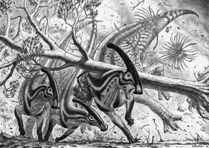 Paleoart reconstruction of a plausible scenario explaining the fossilized injuries in the thorax of ROM 768. In a violent rain and windstorm, a large tree (Platanaceae) falls on an adult Parasaurolophus walkeri , while the group is escaping. The tree falls vertically on the back of the animal, hitting the rib cage and the neural spines of the anterior dorsal vertebrae. Artwork by Marzio Mereggia