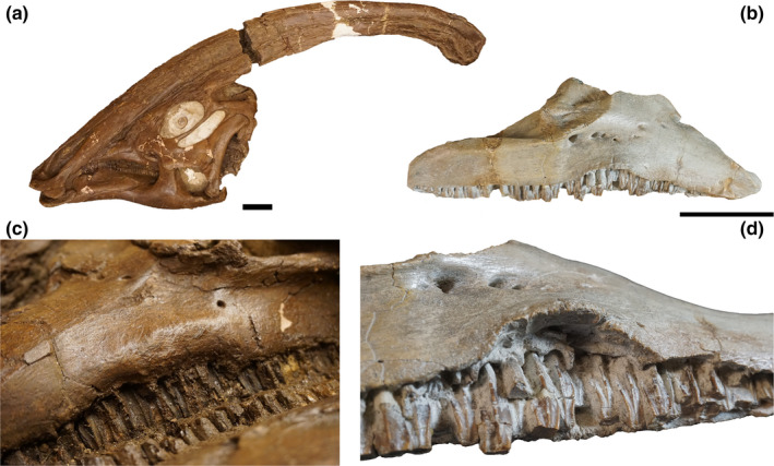(a) skull of Parasaurolophus walkeri ROM 768 in left lateral view; (b), isolated right maxilla of " Stephanosaurus " (CMN 362) in lateral view; (c), detail of the ventral margin of the left side of the maxilla, highlighting the disease of the central portion of the alveolar margin; (d), detail of the maxilla of CMN 362, highlighting the everted ventral margin, with the exposed alveolar base of the maxillary teeth. Scale bar =10 cm