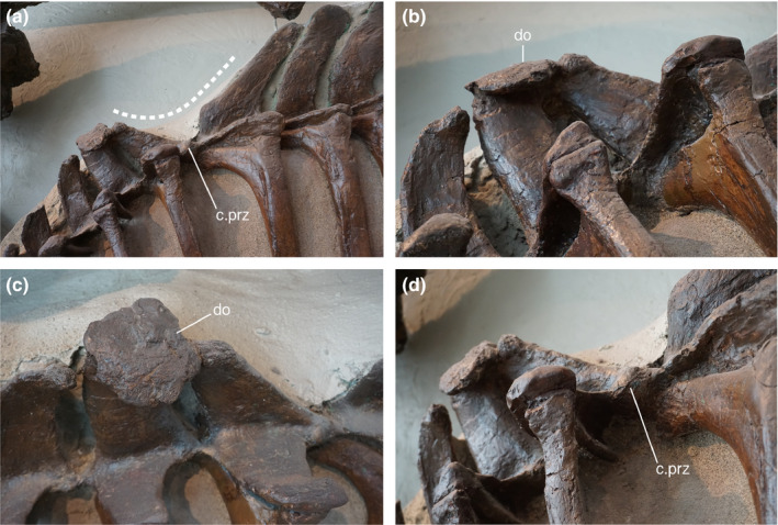 (a) anterior dorsal vertebrae of ROM 768, showing the V‐like deformation between the neural spines of vertebrae seven and eight. The dotted line demarcates the “saddle” as described in the text; (b), the discoidal overgrowth on top of dorsal vertebra six, fusing at the apical portion with that of dorsal vertebra seven; (c), dorsal view of the discoidal overgrowth; (d), latero‐caudal view of the articulation between dorsal vertebrae six and seven, focusing on the enlarged, callus‐like appearance 