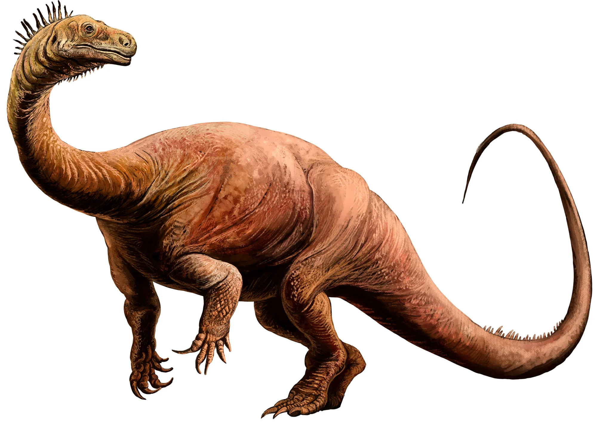 Plateosaurus