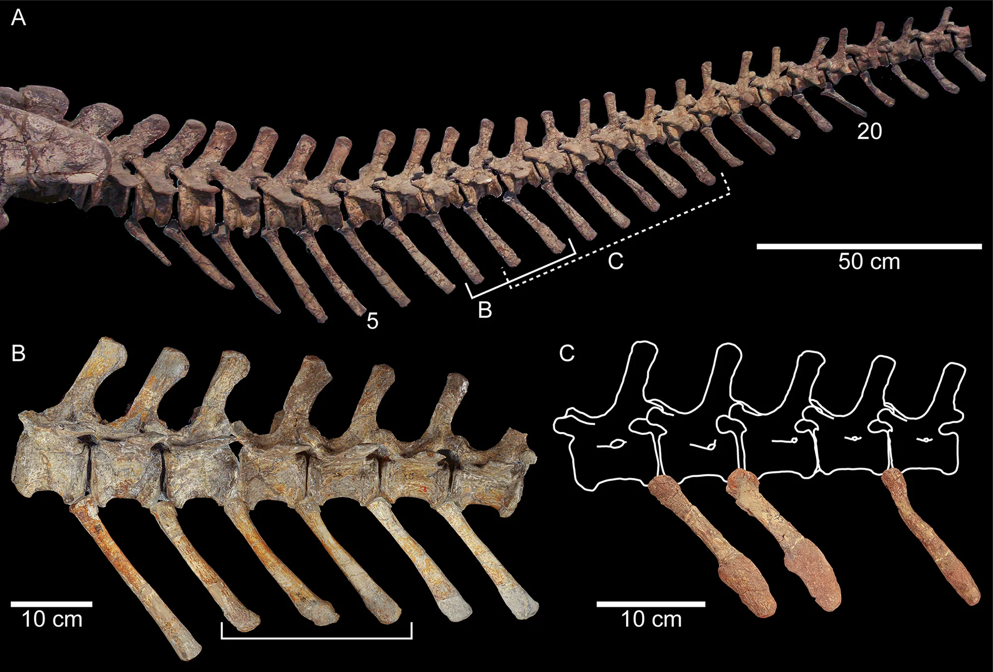 Fig 1. Partial tails from three specimens of Plateosaurus trossingensis in left lateral view.