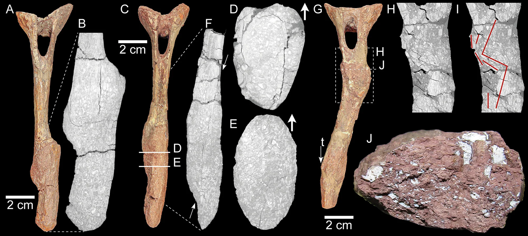 Fig 4. Pathological chevrons of SMNS 91296.