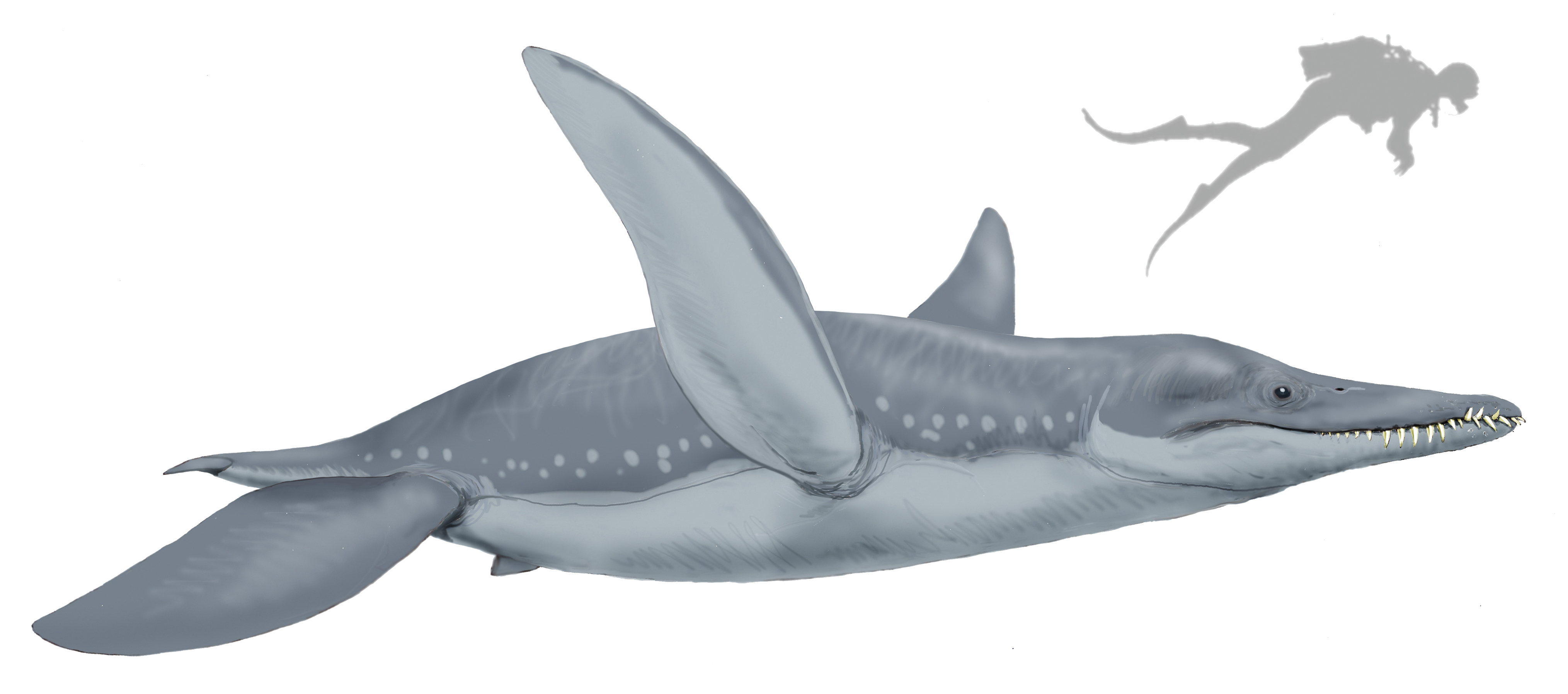 Pliosaurus