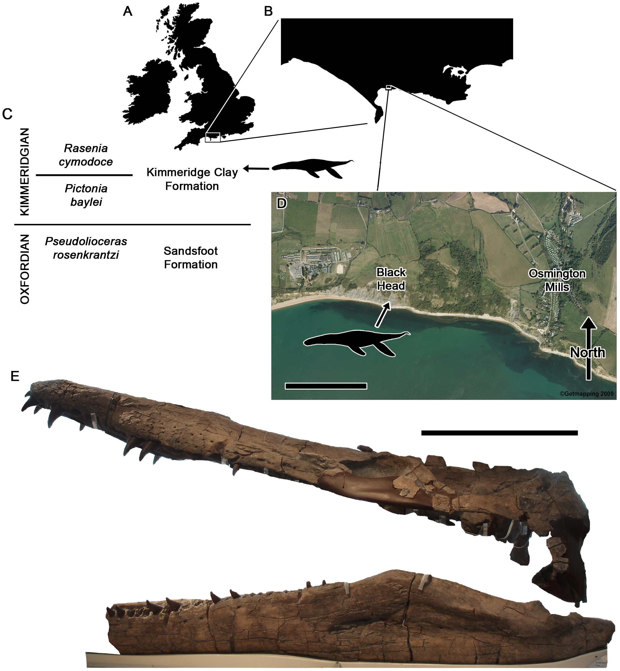 Figure 1. Locality and horizon of Pliosaurus kevani n. sp. DORCM G.13,675.