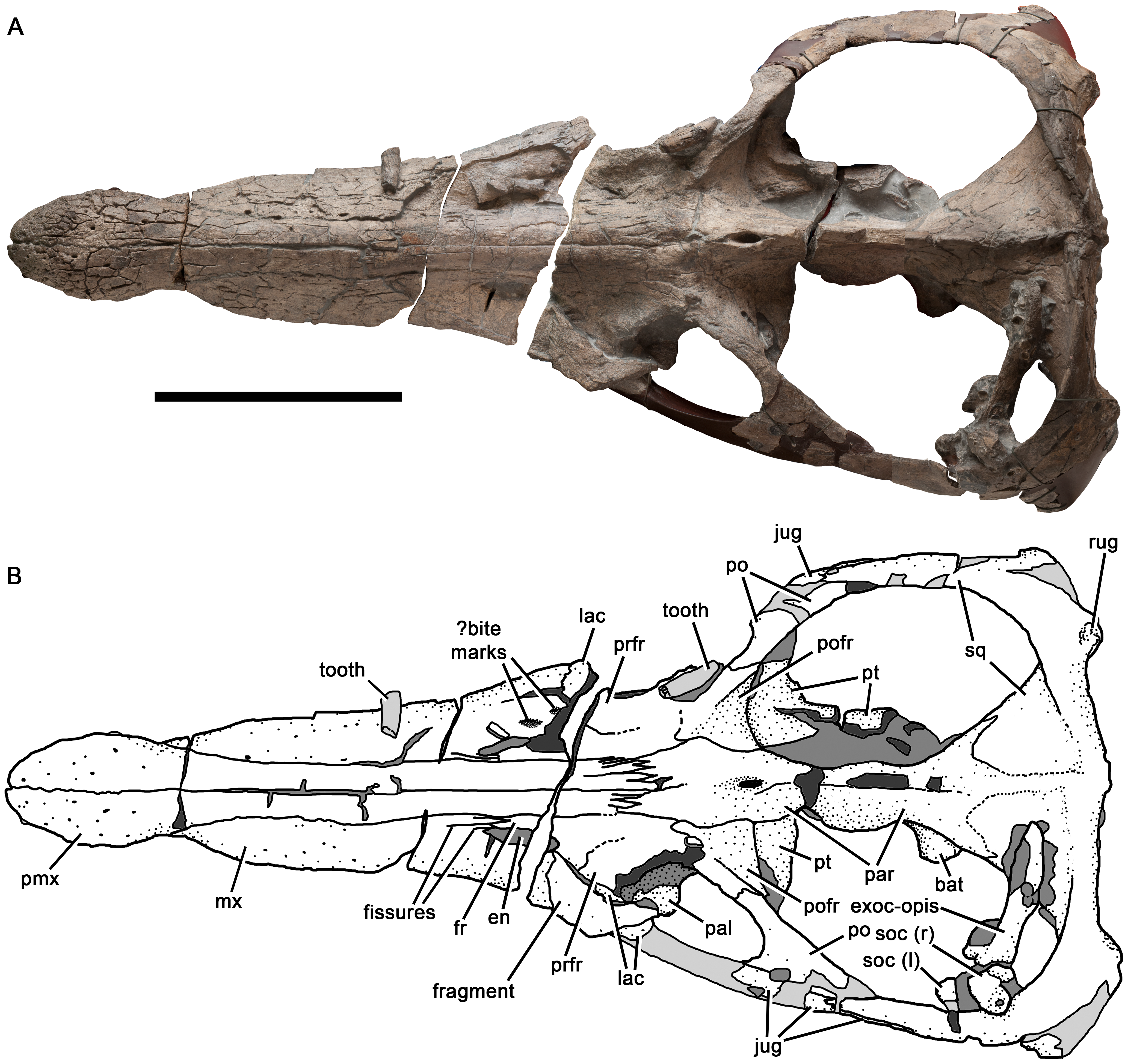 Figure 2. Cranium of Pliosaurus kevani n. sp. DORCM G.13,675 in dorsal view (A–B).