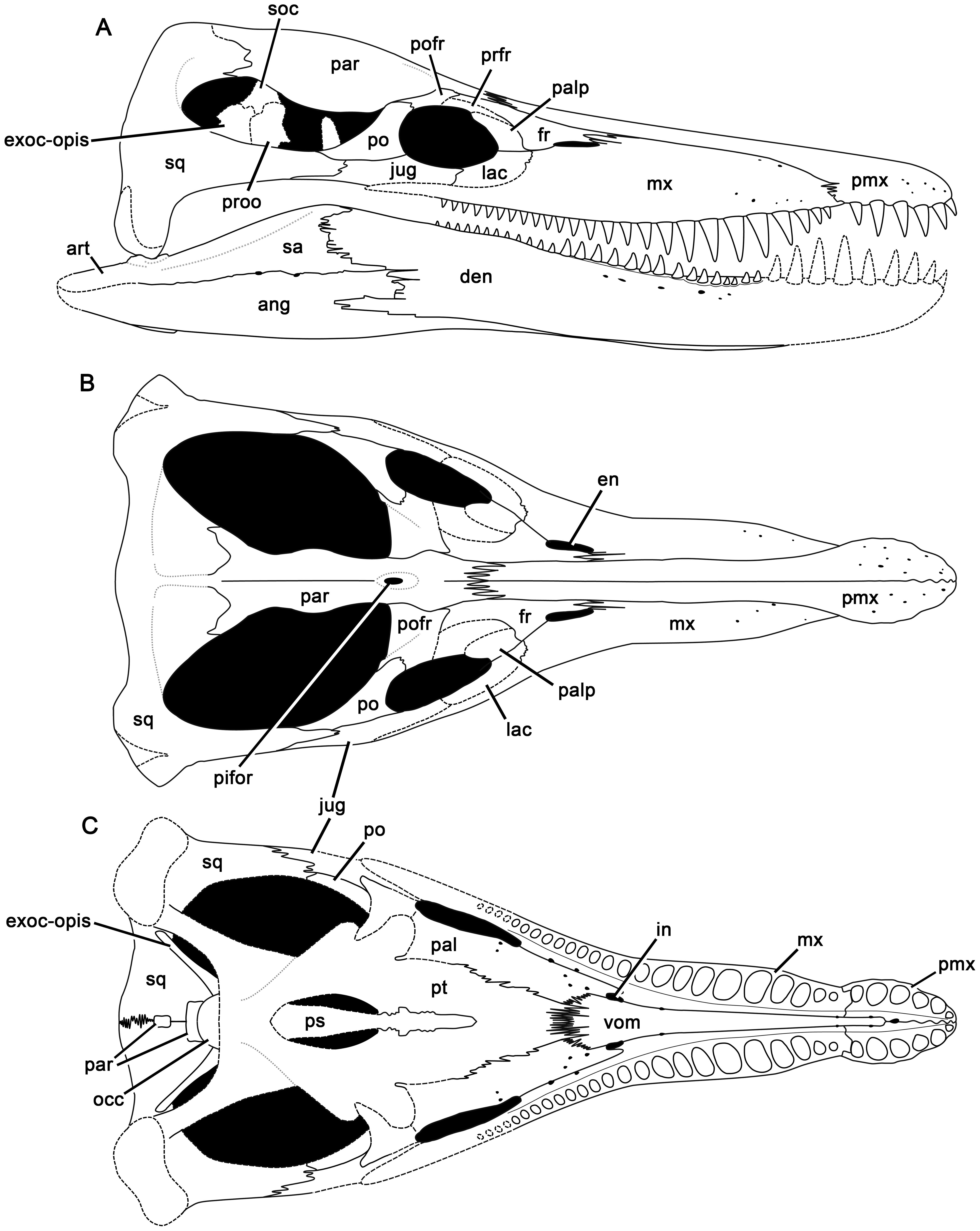Figure 3. Reconstruction of the skull of Pliosaurus kevani n. sp.