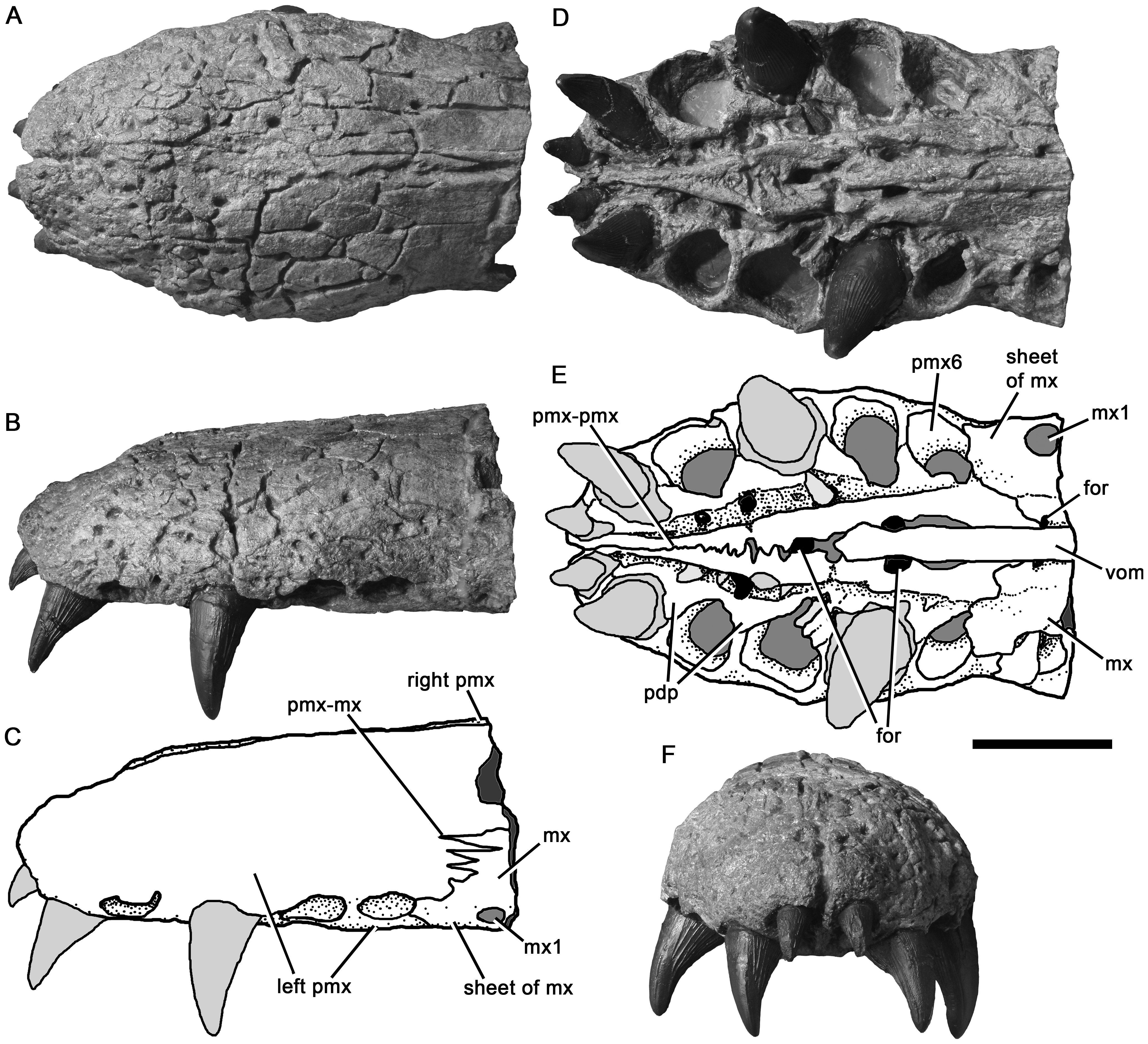 Figure 4. Premaxilla of Pliosaurus kevani n. sp. DORCM G.13,675 and contacting portions of the maxilla.