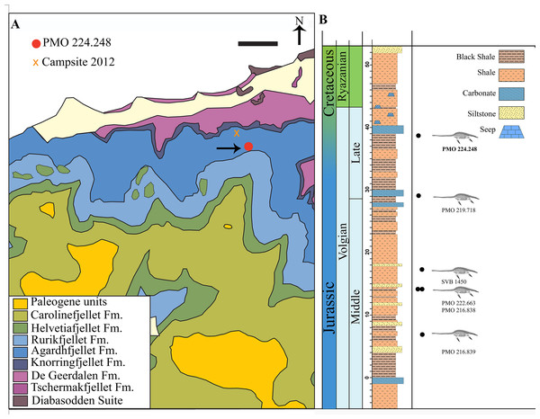 Figure 1: Map of locality and stratigraphy of the Upper Jurassic (middle Volgian) to the Early Cretaceous part of the Slottsmøya member of the Agardhfjellet Formation (the lowest unit not included, see text) with described cryptoclidid positions. (A) Geological map of the field site in central Spitsbergen. The arrow points to the excavation site of PMO 224.248 (Modified from Dallmann et al. (2001) and Hurum et al. (2012) ). Scale bar equals 1 km. (B) The stratigraphic position of PMO 224.248 (in